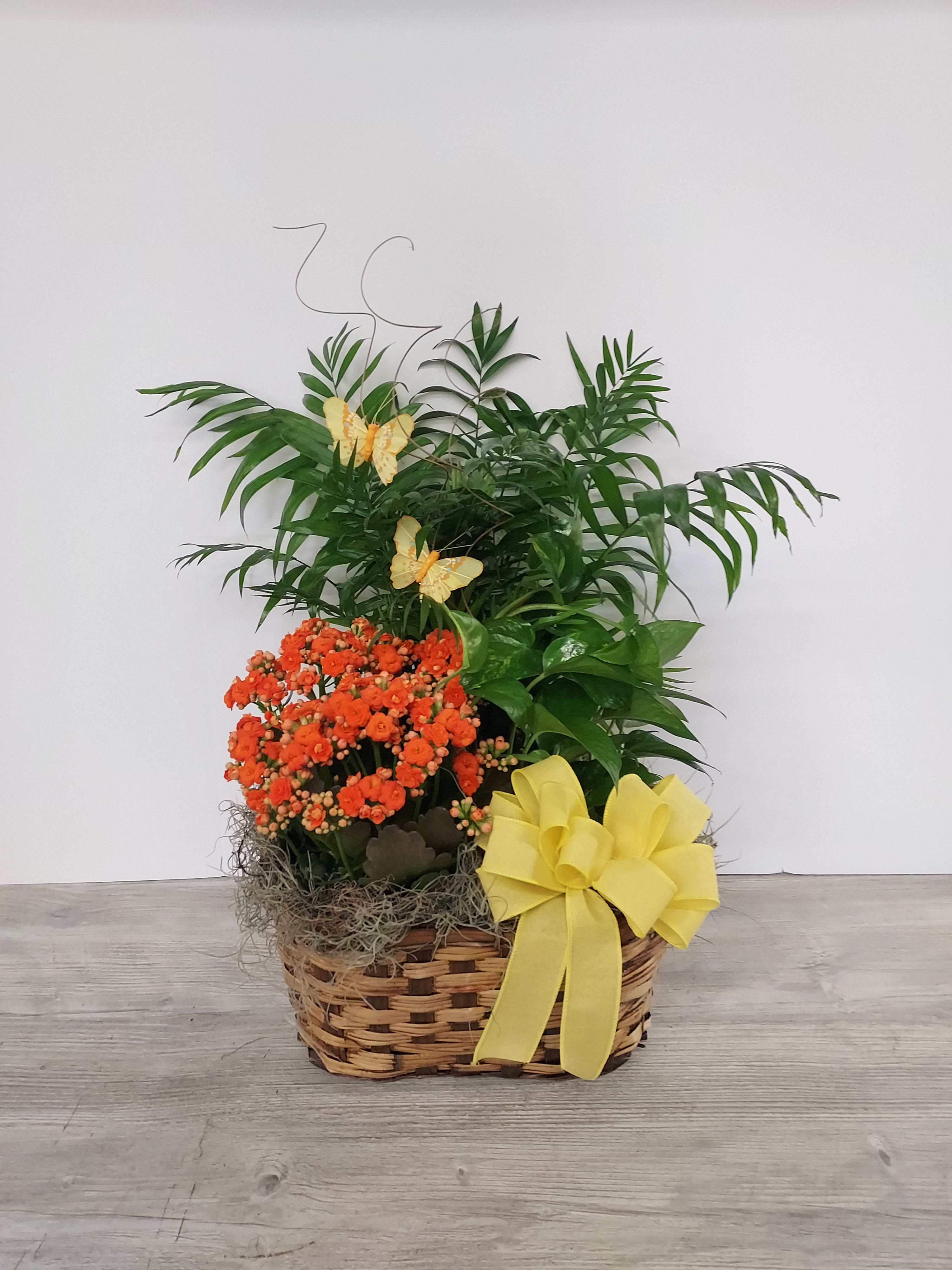 Triple Plant Basket - A beautiful combination of two 6&quot; tropical plants and one 6&quot; blooming plant in a triple basket with bow accent. Plant choices and colors may vary.