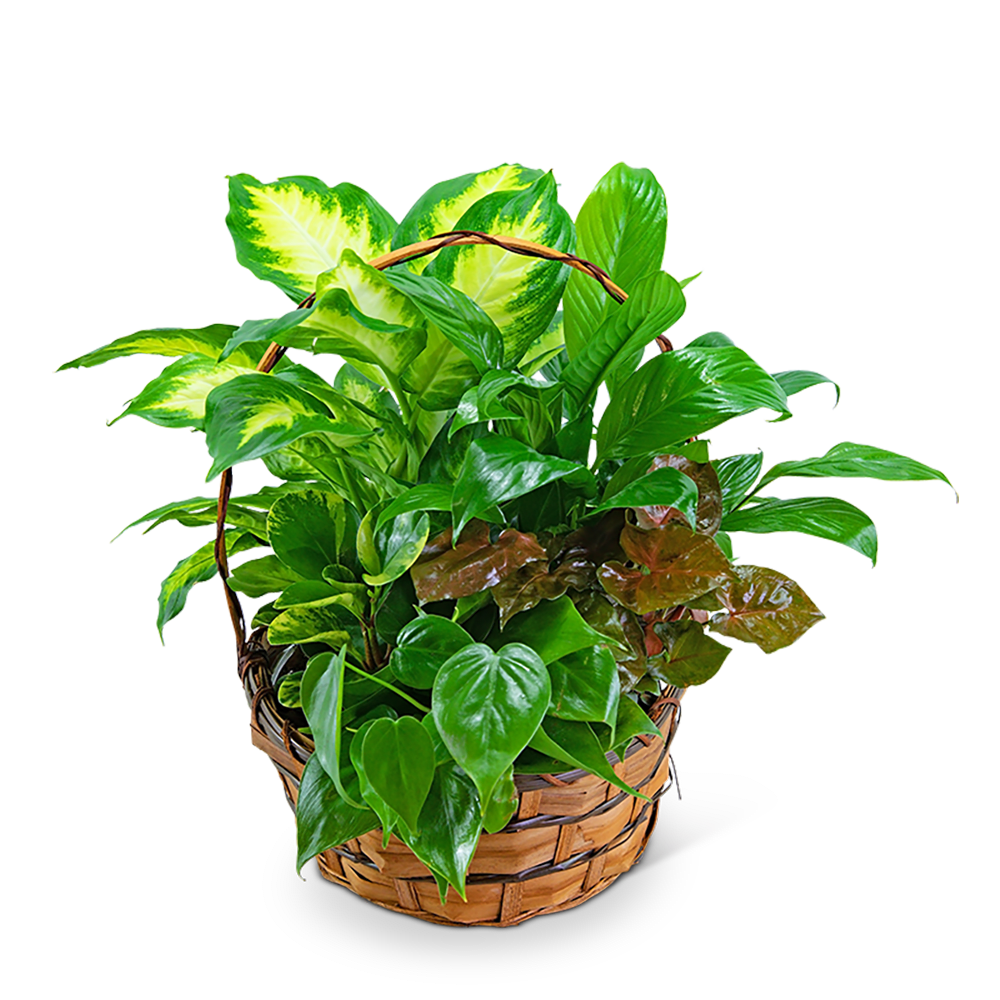 Medium Dish Garden in Basket Medium Dish Garden in Basket - Bring the outdoors inside with our medium dish garden! This assortment of lush green plants in a woven basket will be like having a garden in your home or office. A Planter Basket is a perfect way to say happy birthday, get well, or to send your sympathy. *Plant types may vary based on availability.