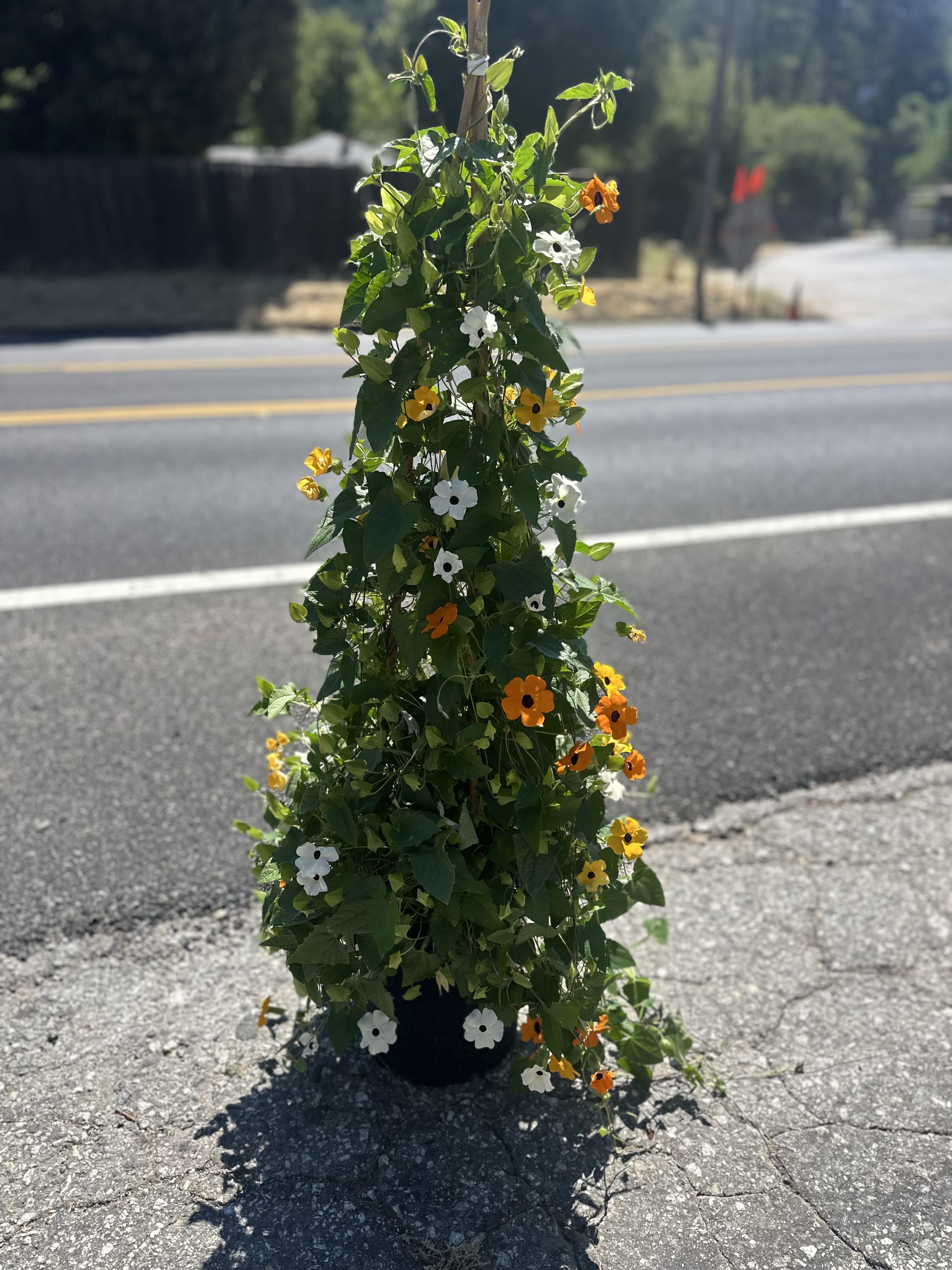 Black Eye Susan (Vine plant) By Pretty Petals Arrangements  - Sunshine on a Vine! Our vibrant Black-eyed Susan vines (Thunbergia alata) are pure summer joy. Cloak fences, trellises, or containers with a cascade of cheerful golden-orange blooms, each centered with a striking dark eye. Easy to grow, fast-climbing, and blooming non-stop, they're the ultimate way to add vertical happiness to your garden or a sunny pop to your arrangements. Bring home a burst of Pretty Petals cheer!