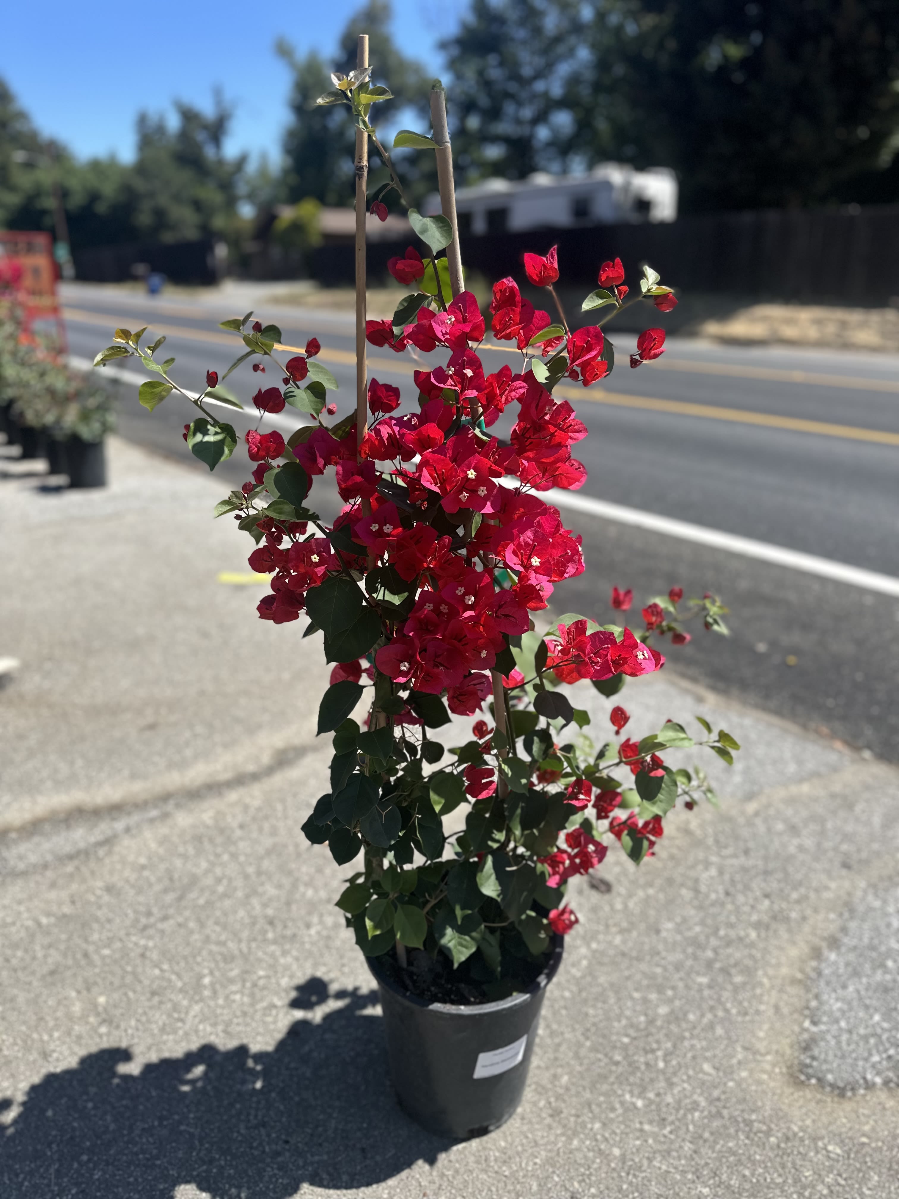 Bugambilia plant By Pretty Petal Arrangements  - Ignite your garden with our mature Bugambilia 'San Diego Red' in a 5-gallon pot! Experience the ultimate impact with this substantial specimen, bursting with fiery crimson bracts for months of vibrant color. Thriving in full sun and drought-tolerant once established, this sun-loving showstopper delivers instant drama as a sprawling shrub, cascading over walls, or climbing a trellis. Enjoy nature's masterpiece – a long-lasting, low-maintenance explosion of red perfect for Pretty Petals' passion for stunning beauty. *(Requires full sun &amp; well-drained soil.)*