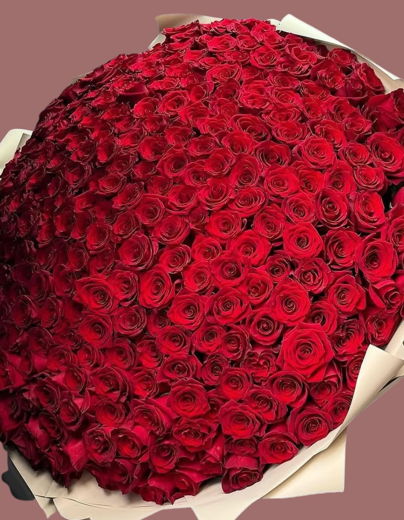500 Red Rose Bouquet - A breathtaking symbol of eternal love and devotion, this 500 Red Rose Bouquet is the ultimate expression of romance. Carefully handpicked for their vibrant, rich color and velvety softness, each rose is arranged to create a stunning, lush display that radiates passion and admiration. Perfect for anniversaries, grand romantic gestures, or any occasion that calls for an unforgettable expression of love, this opulent bouquet is sure to leave a lasting impression. 