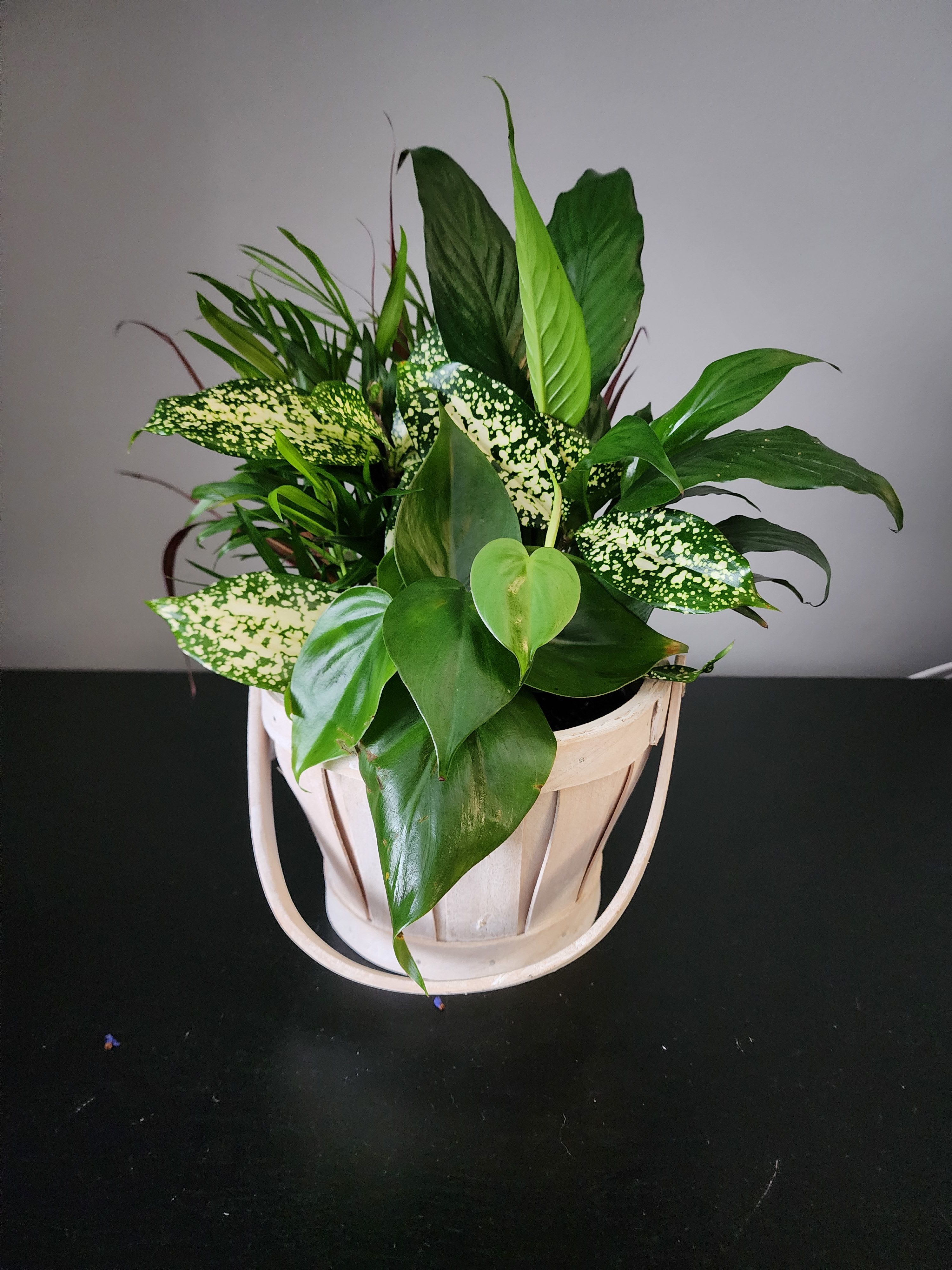 Small Basket Garden - This versatile basket of potted green plants adds beauty and fresh air to any space.  It's a long-lasting gift to convey your wishes no matter the occasion.  The variety of plants are attentively arranged in a basket. Measures approximately 13&quot;H by 7&quot;W