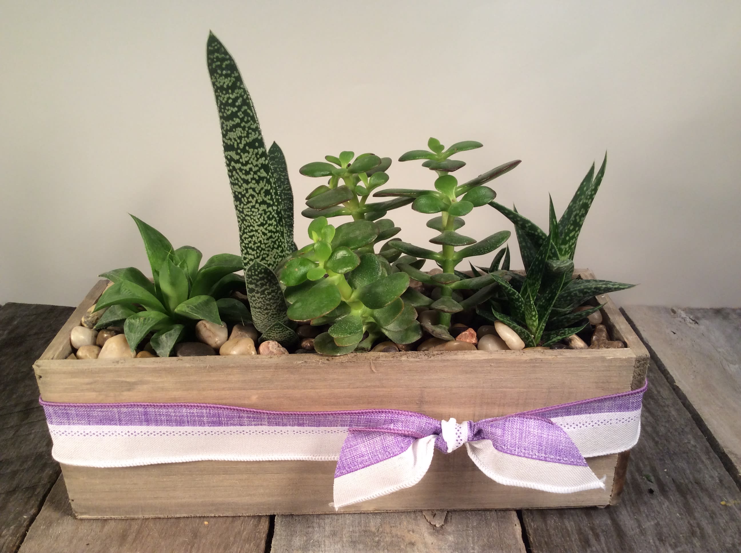 Succulent Garden -  A variety of succulents in a rustic wood box (12&quot;x4&quot;).  Very easy to care for! Succulents will vary depending on our inventory. 