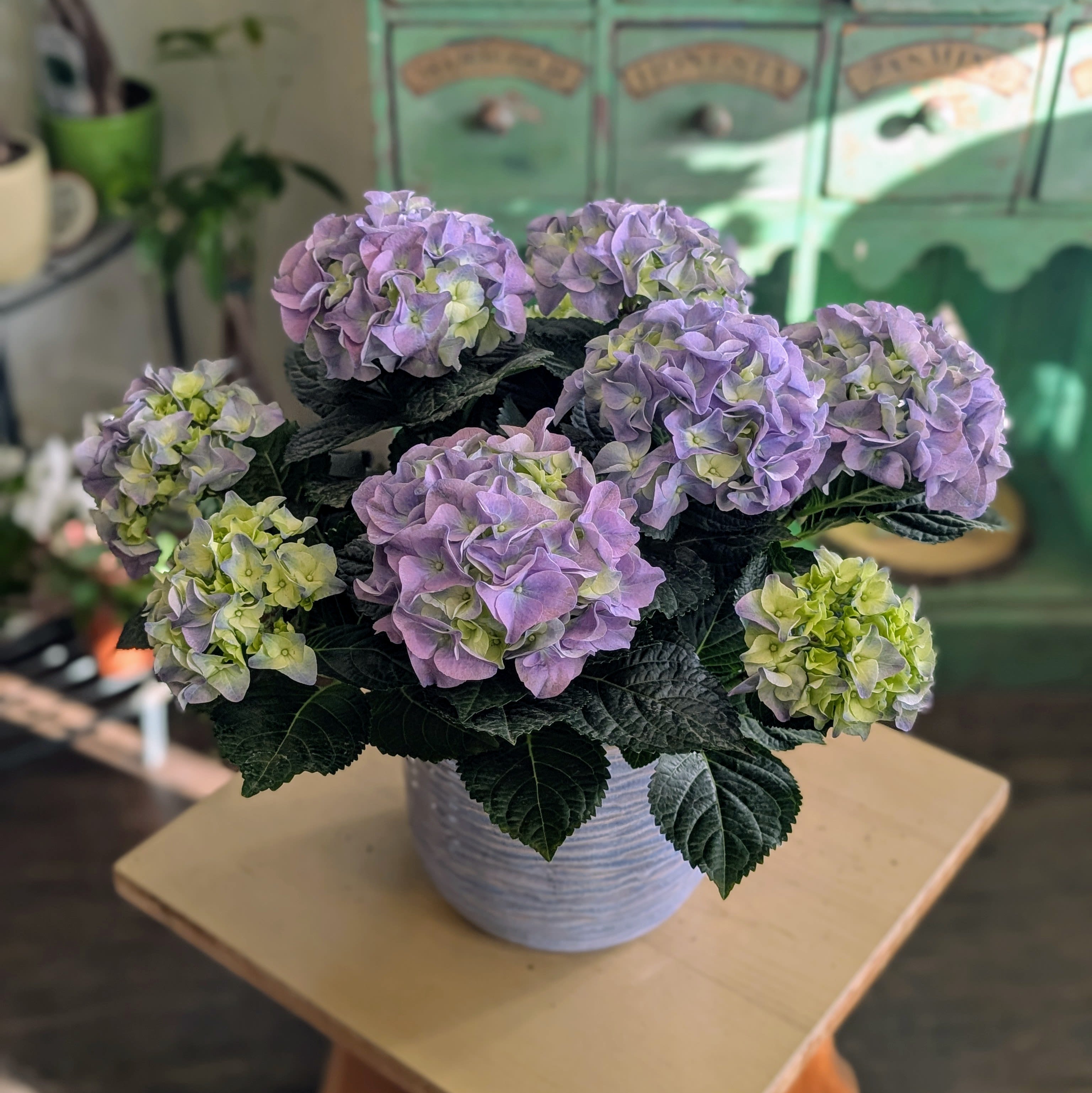 Potted Hydrangea Plant - Blue - Hydrangea plants are great for both indoor and outdoor decoration. These beautiful plants make a lovely gift for anyone on your list!    