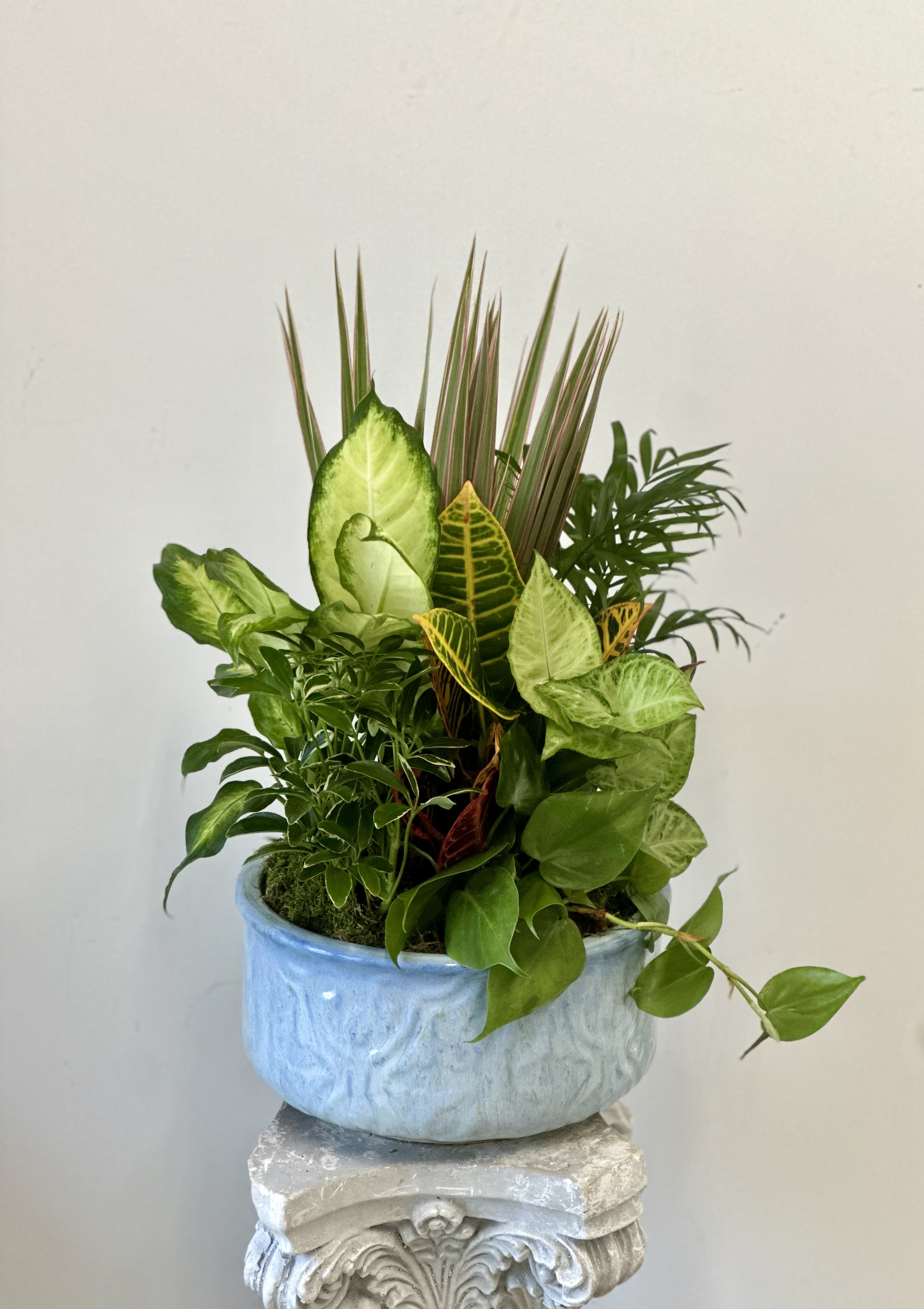 Dish Garden Westford Florist 10" Dish Garden Westford Florist 10" - Enhance the aesthetics of your living space with our meticulously curated Dish Garden. Measuring approximately 10 inches this exquisite arrangement by Westford Florist boasts a harmonious blend of lush green plants nestled within a sophisticated ceramic pot. Bring nature indoors and add a touch of elegance to your home or office with this timeless piece by Westford Florist. Elevate your decor effortlessly with our Dish Garden and enjoy the beauty of foliage all year round. Container colors and plants will vary but the overall look and appearance will be the same.