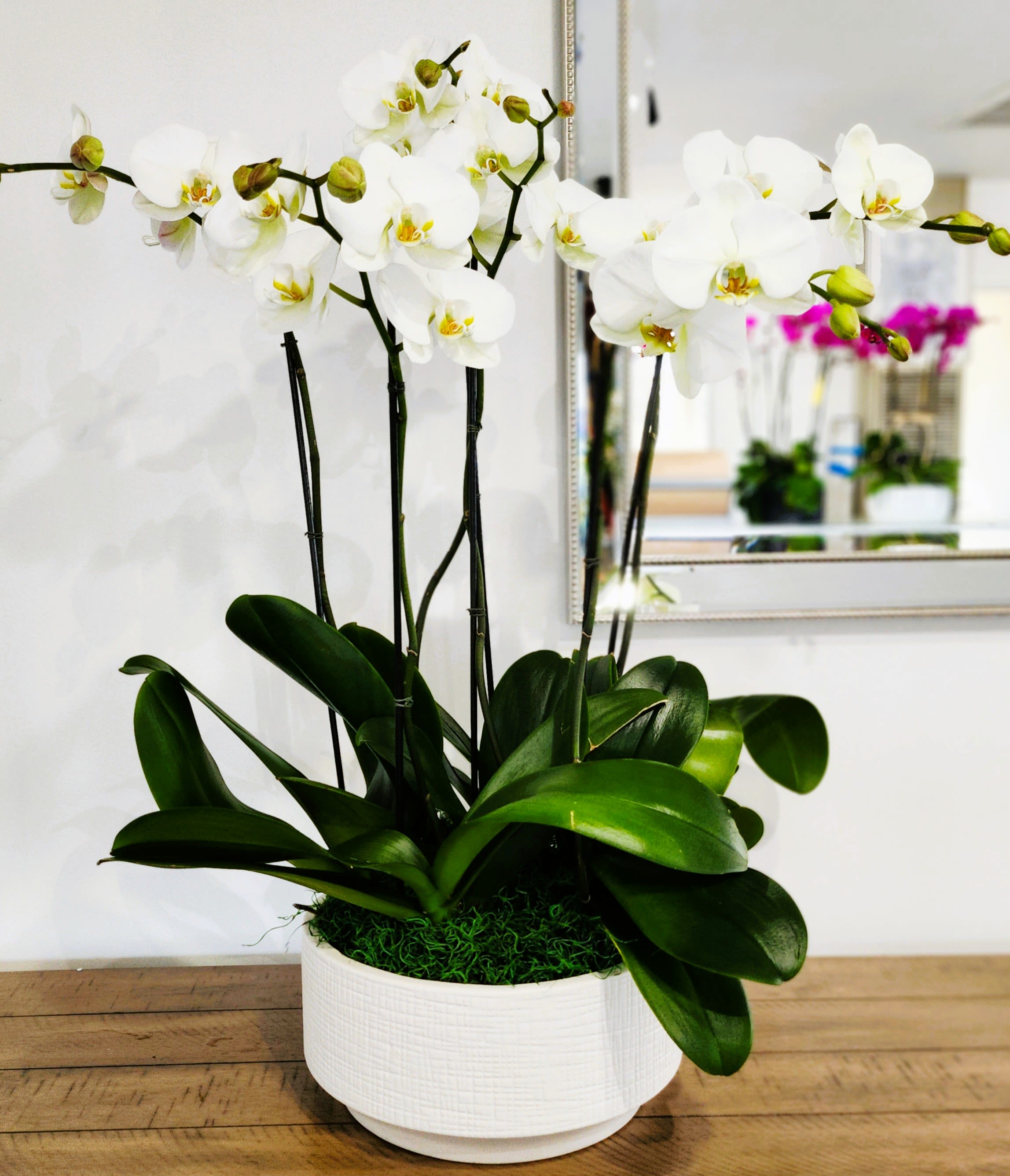 White Butterfly - White Orchid with white vase