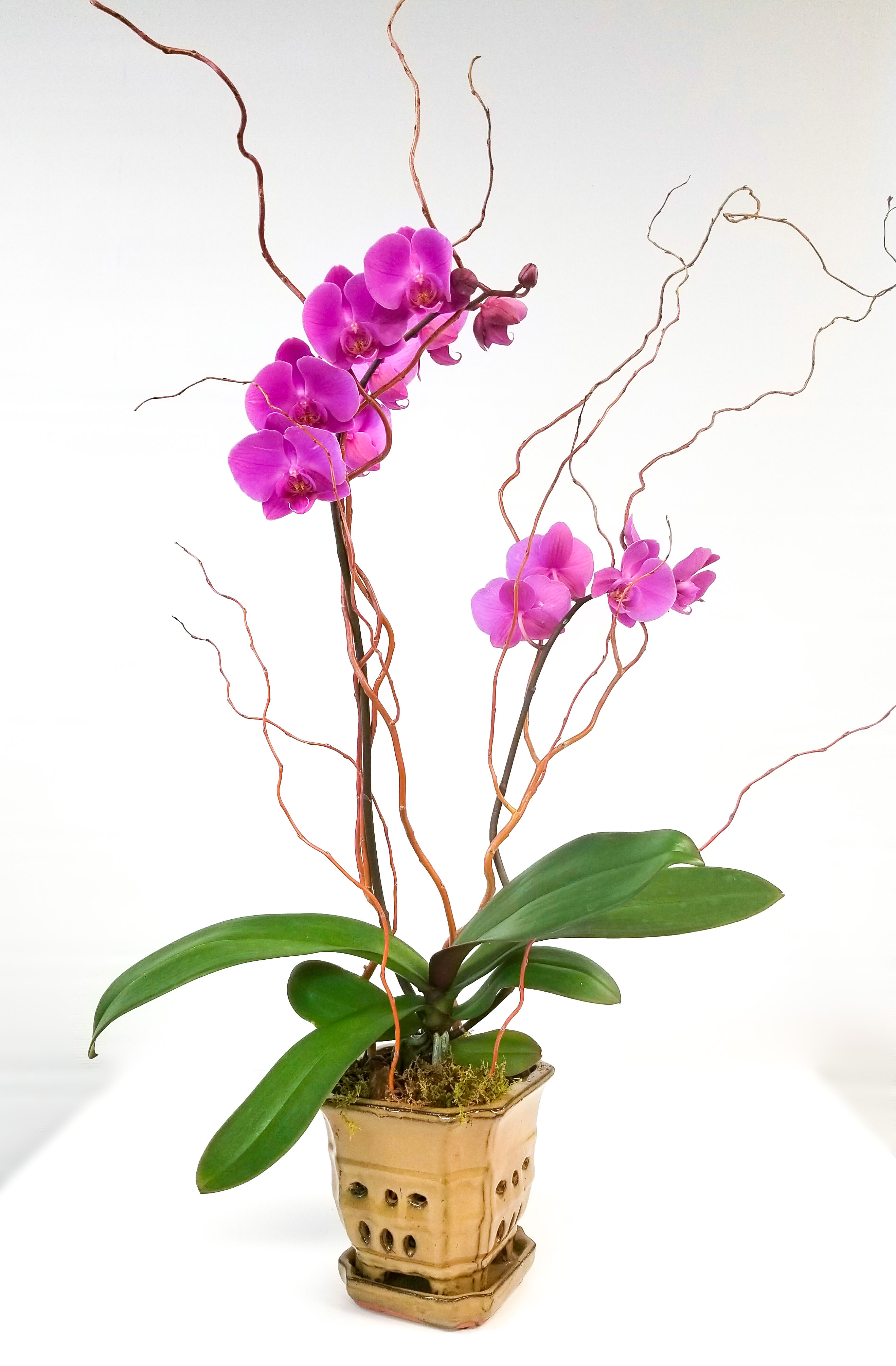 Phalaenopsis Orchid - Regal. Pure Elegance.   Our double-stemmed Phalaenopsis orchids are hand-selected for quality and planted in a glazed ceramic orchid pot with attached saucer. Locally grown branches and fresh sheet moss are added for decorative accents.   Care instructions are included.   *SYMPATHY/FUNERAL: PLEASE NOTE THE TIME, PLACE, &amp; NAME OF THE DECEASED FOR THE SERVICE IN THE SPECIAL NOTES SECTION OF YOUR ORDER - WE ARE UNABLE TO GUARANTEE DELIVERY TIME WITHOUT THIS.*