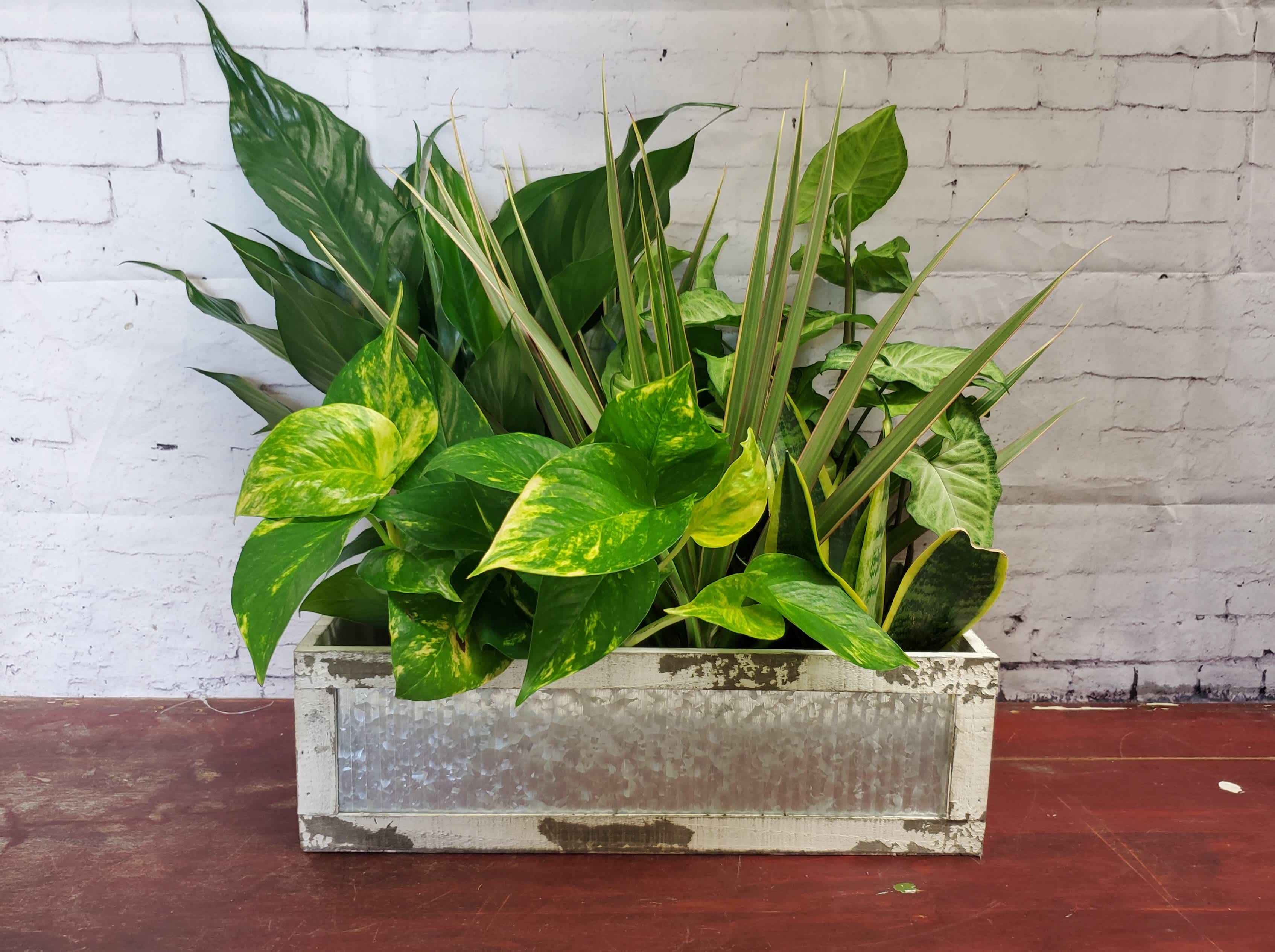 Mixed Plants in Rustic Box - Mix of plants in rustic wooden box.