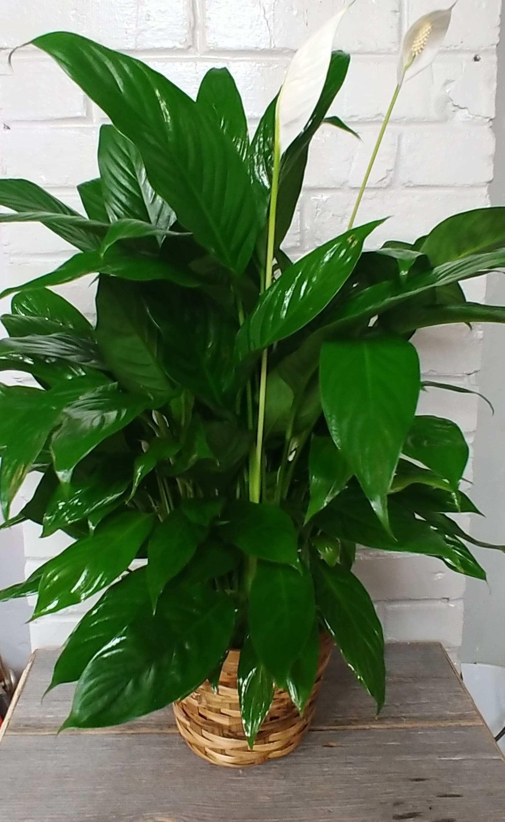 Peace Lily - Peace lily - standard size in a 6&quot; pot. Easy care and can take lower light.  