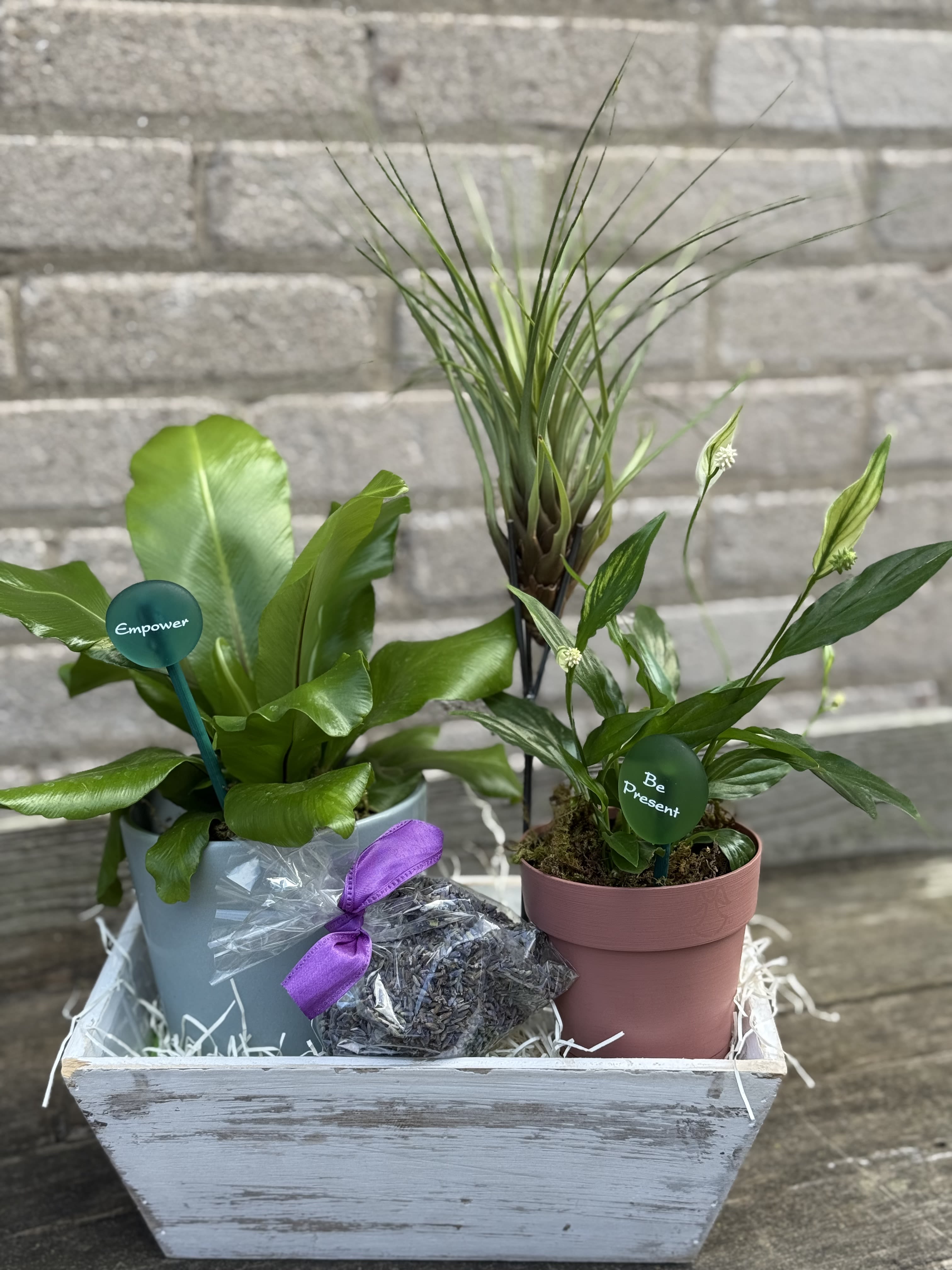 Plant Medley Box - A great collection of plants. For your special plant person! We have added to the collection an air plant with a beautiful iron stand, two potted plants, which can differ from the picture depending on supply  and a sachet of lavender with two inspirational buttons which can be removed from the display sticks and used to rub for anxiety or comfort if needed. Will package with a bow.