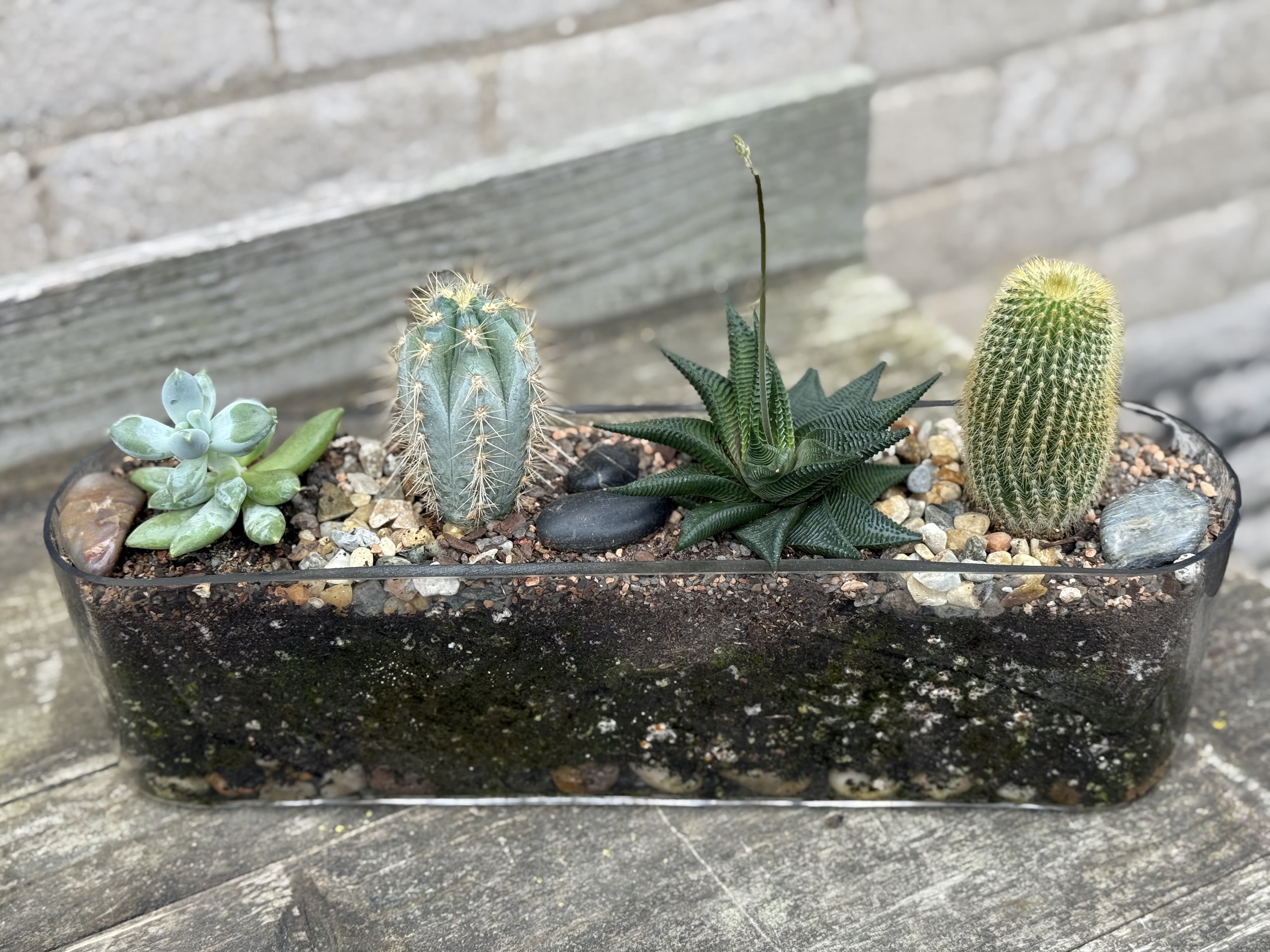 Desert Planter - Who would not want this interesting, easy to care for plant desert themed planter which is so easy to care for, needs to be watered only twice a month.