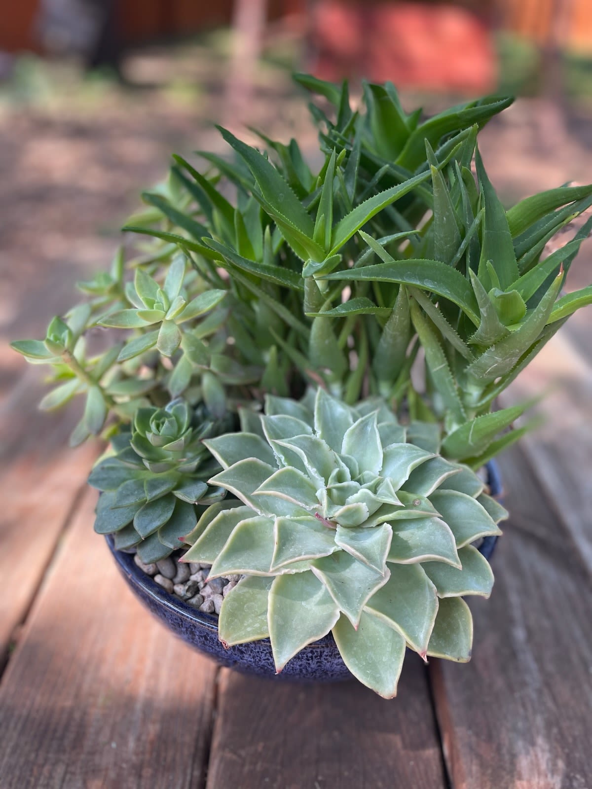 10" Succulent Dish in Ceramic Bowl 10" Succulent Dish in Ceramic Bowl - This lovely assortment of succulents is an outstanding lasting gift for the special mothers in your life. With the ease of care and the upgraded container, this will be a welcome addition to her home. Minimal care is required for this enclosed container garden. This photo is of the 10" glazed ceramic container of succulents. Each has a minimum of nine healthy succulents to be enjoyed.