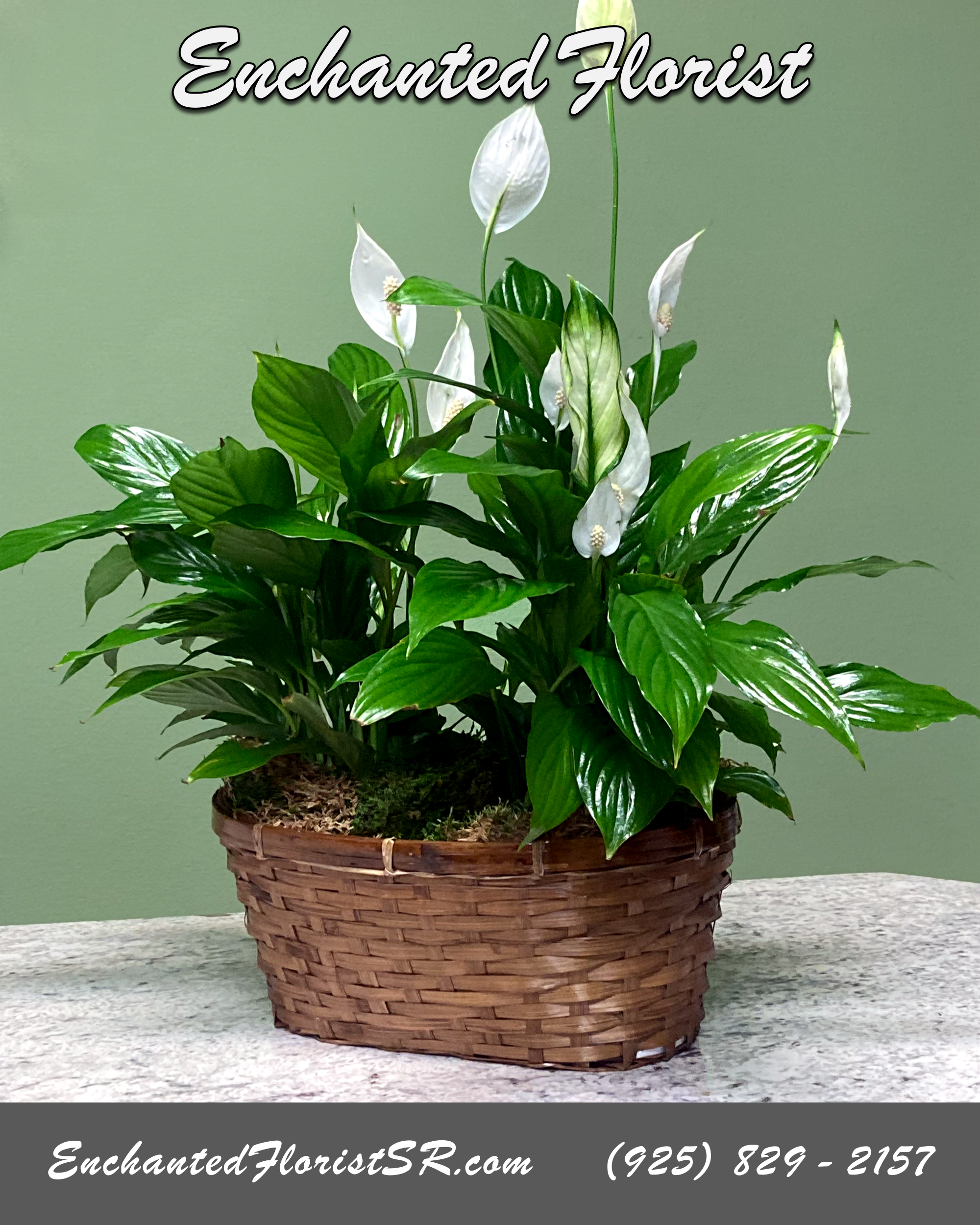 Medium Peace Lily w/ Natural Basket - Spathiphyllum, also known as the Peace Lily, is known for both its indoor beauty, and ability to clear the air of contaminants. This brilliant green plant features dazzling white blossoms and makes a perfect gift for any occasion.  Low-maintenance. High quality.  Total Arrangements: 1  Arrives In: 1 ovular, natural colored, woven wicker basket  Orientation: Any-Sided  Approximate Dimensions: 24&quot; Tall 14&quot; Width 12&quot; Basket Width