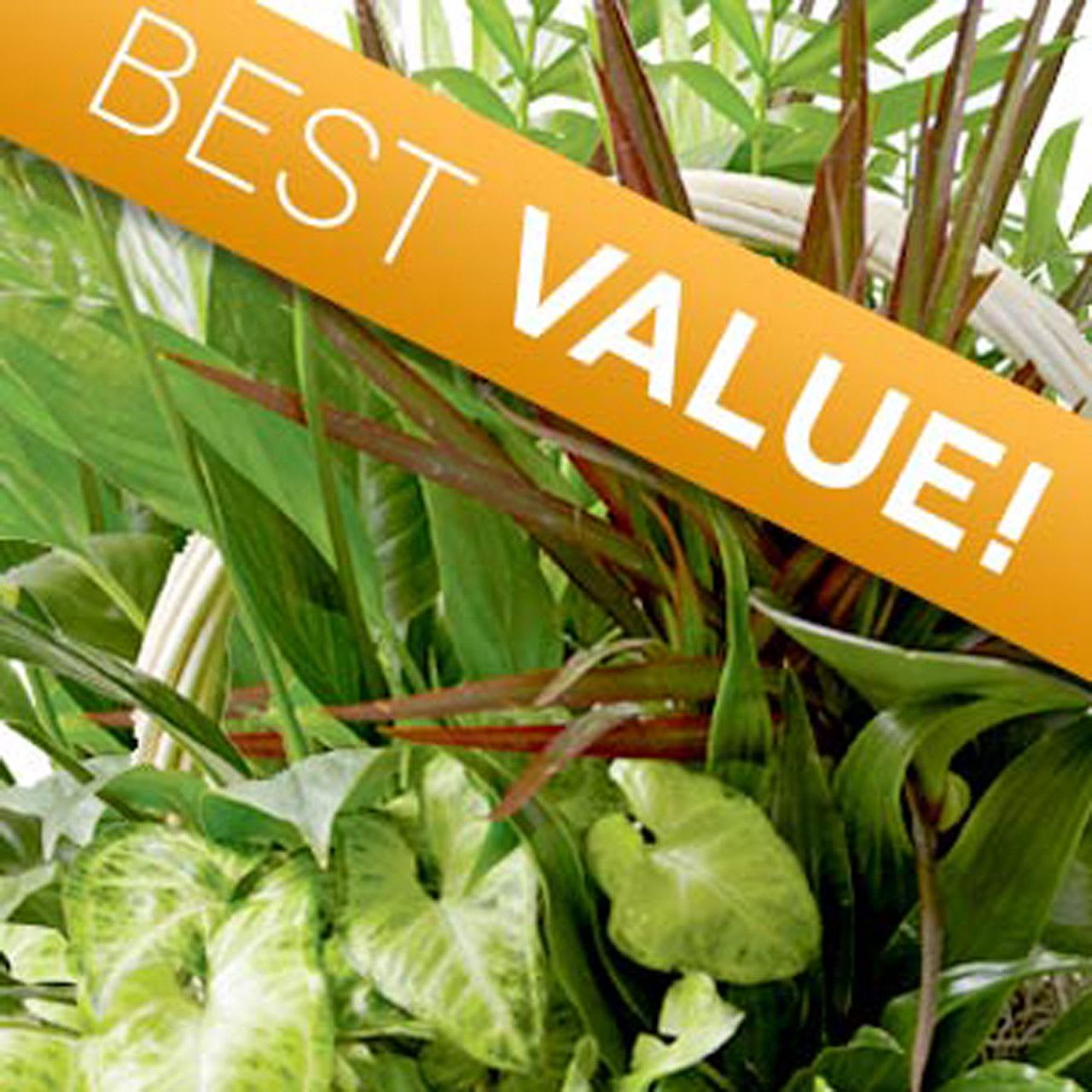 Florist Designed Dish Garden Florist Designed Dish Garden - Add a unique touch to any home or office with a stunning variety of fresh greens. This classic dish garden of seasonal plants is delicately designed and hand delivered. The perfect choice to send for any occasion.