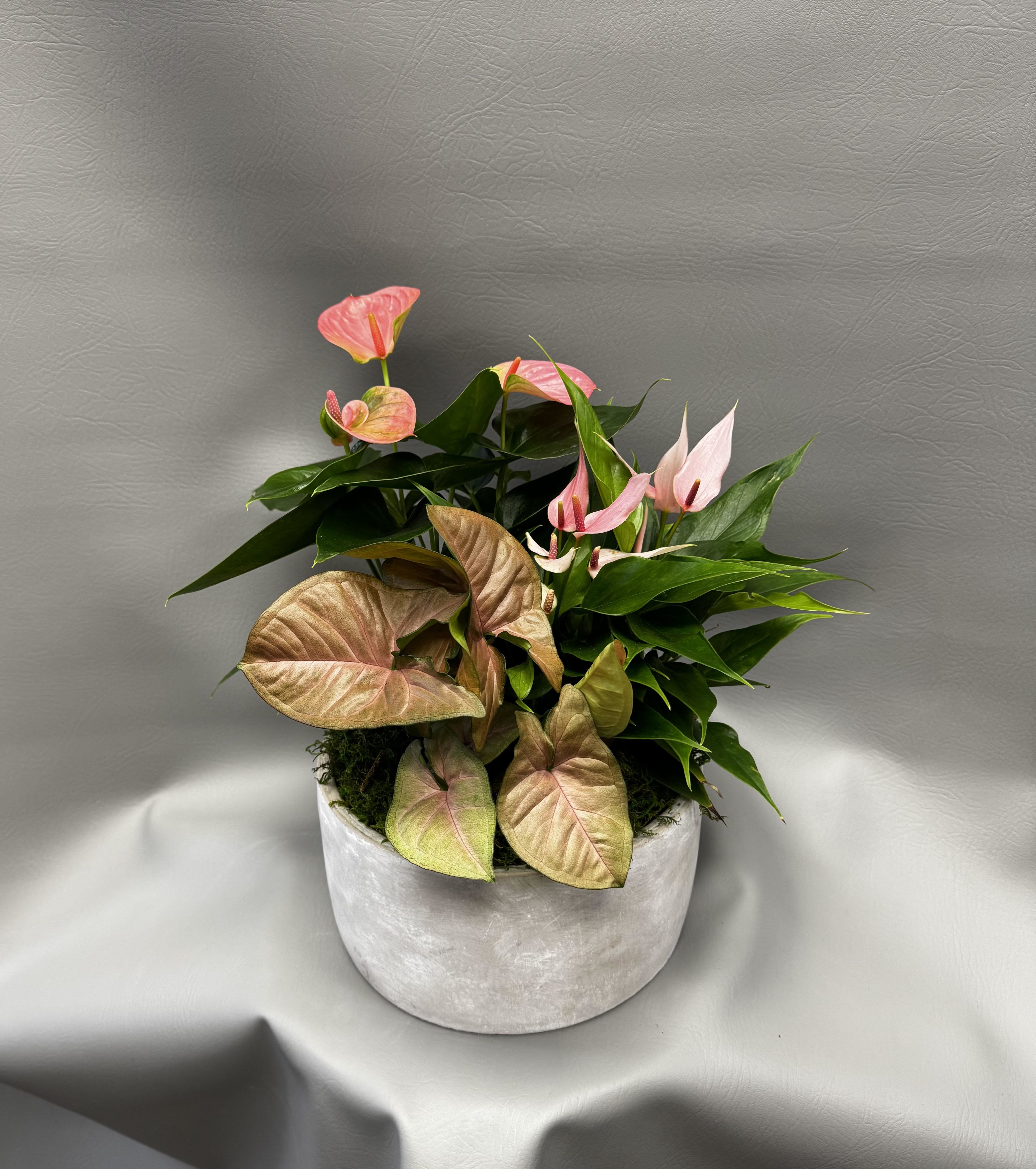Pink Paradise  - Three 4&quot; tropical pink plants