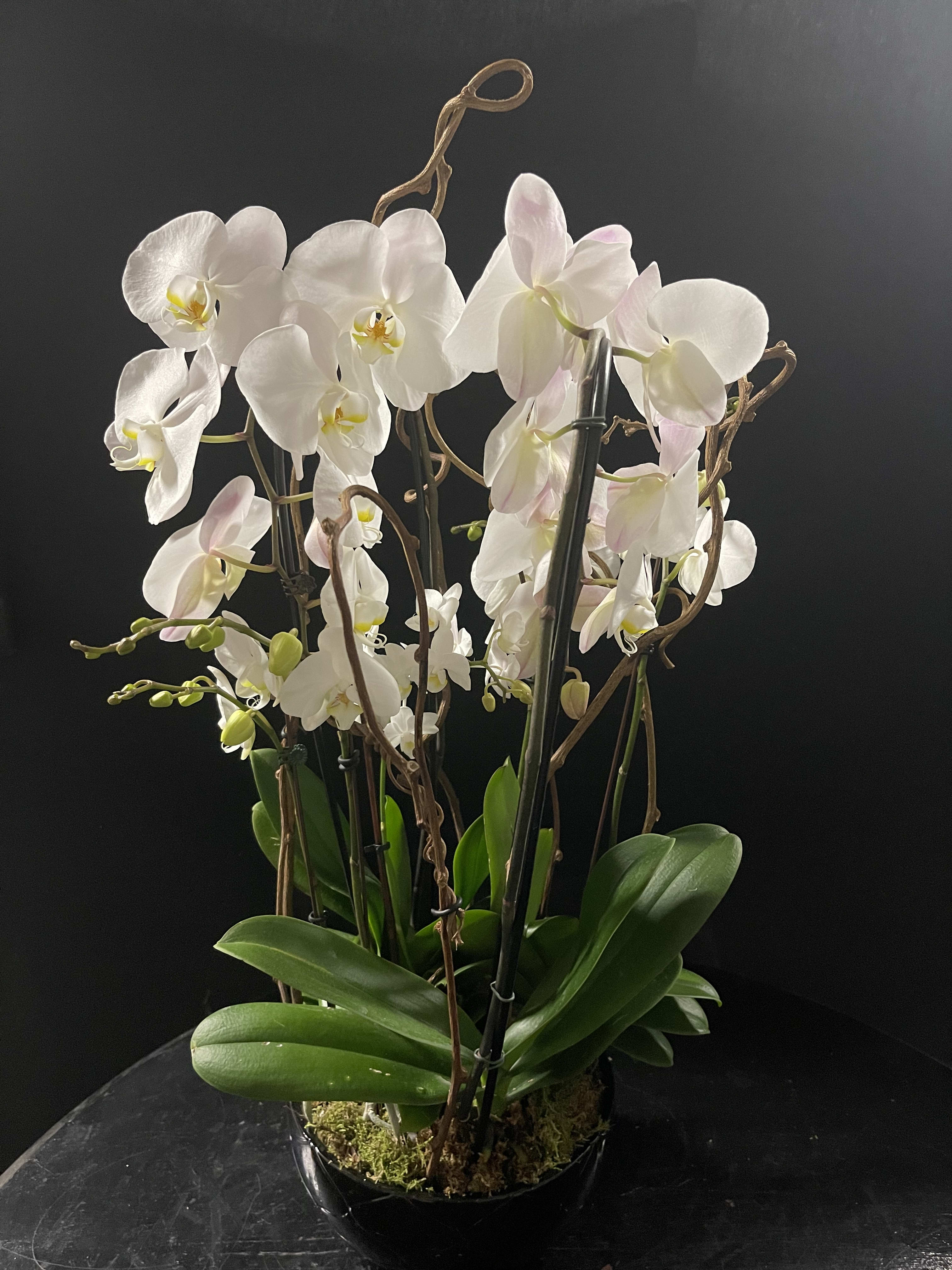Orchid Garden.  - Stunning white orchids in black orchid or white bowl. Right now summer of 2025 we have only the white bowl. 