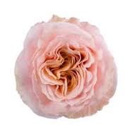 Shimmer (24 Stems) Bunch Shimmer (24 Stems) Bunch - Shimmer bunch contains 24 stems of roses