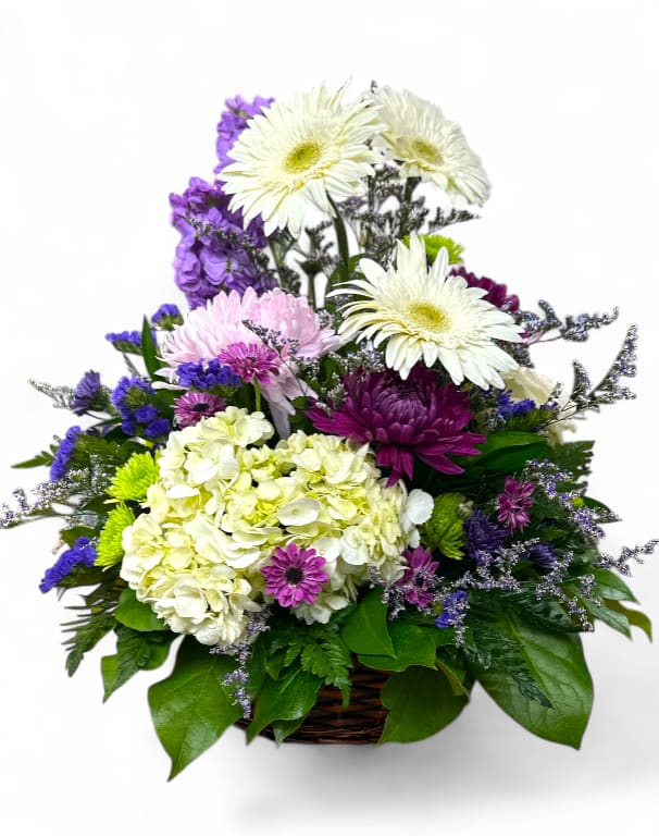 Lavender & Green Harmony Basket Lavender & Green Harmony Basket - Lavender & Green Harmony Basket is a thoughtfully crafted sympathy arrangement that combines the soothing elegance of white, purple, and green hues. Filled with vibrant gerbera daisies, delicate hydrangeas, soft mums, fragrant stock, and touches of statice, this basket exudes a sense of peace and reverence. Accented with lush mixed greens, the arrangement creates a harmonious blend of colors and textures, symbolizing serenity, compassion, and remembrance. Perfect for expressing heartfelt condolences, the Lavender & Green Harmony Basket offers comfort and beauty during times of mourning.