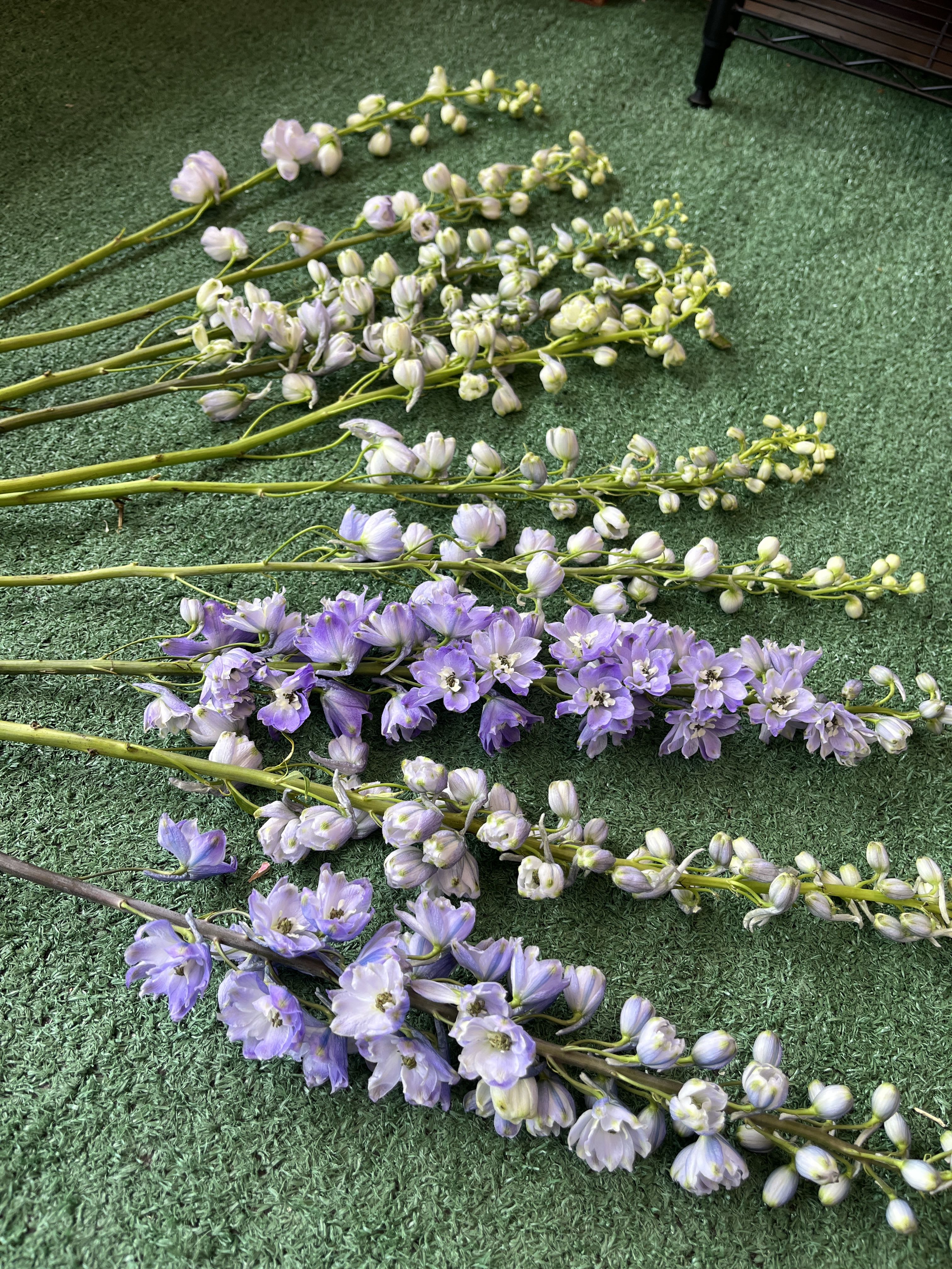 Delphinium - In lavender and blue varieties; averages 10 stem per pack