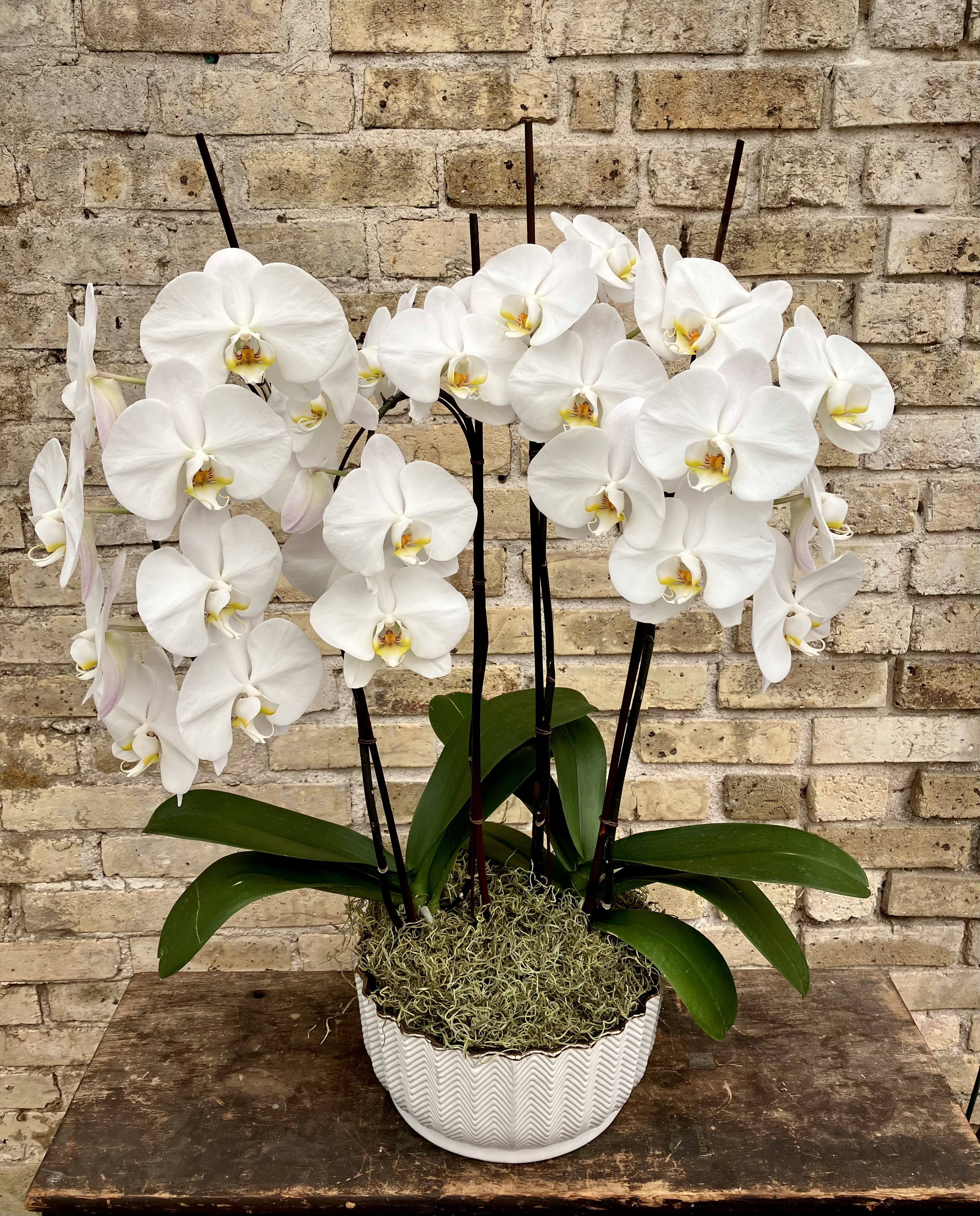 Blossom - White Ceramic Container With Gold Trim Filled With Two A Double White Phalaenopsis Orchid Plant Decorated With Spanish Moss and Decorative Sticks. 