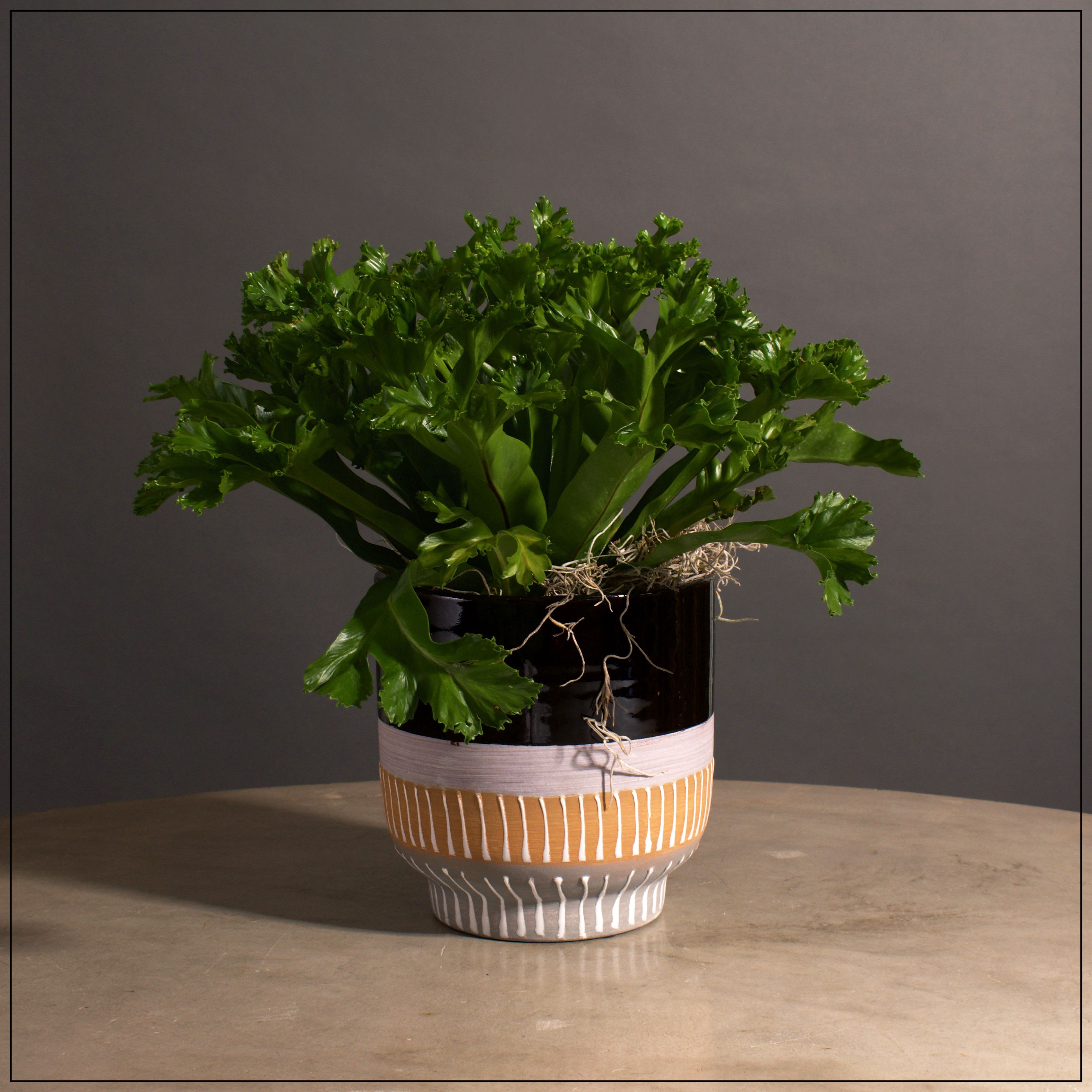 Bird's Nest Fern - Lovely variety of fern in a black, Tan, and Grey pot. Approximately 14&quot; tall and 15&quot; wide.