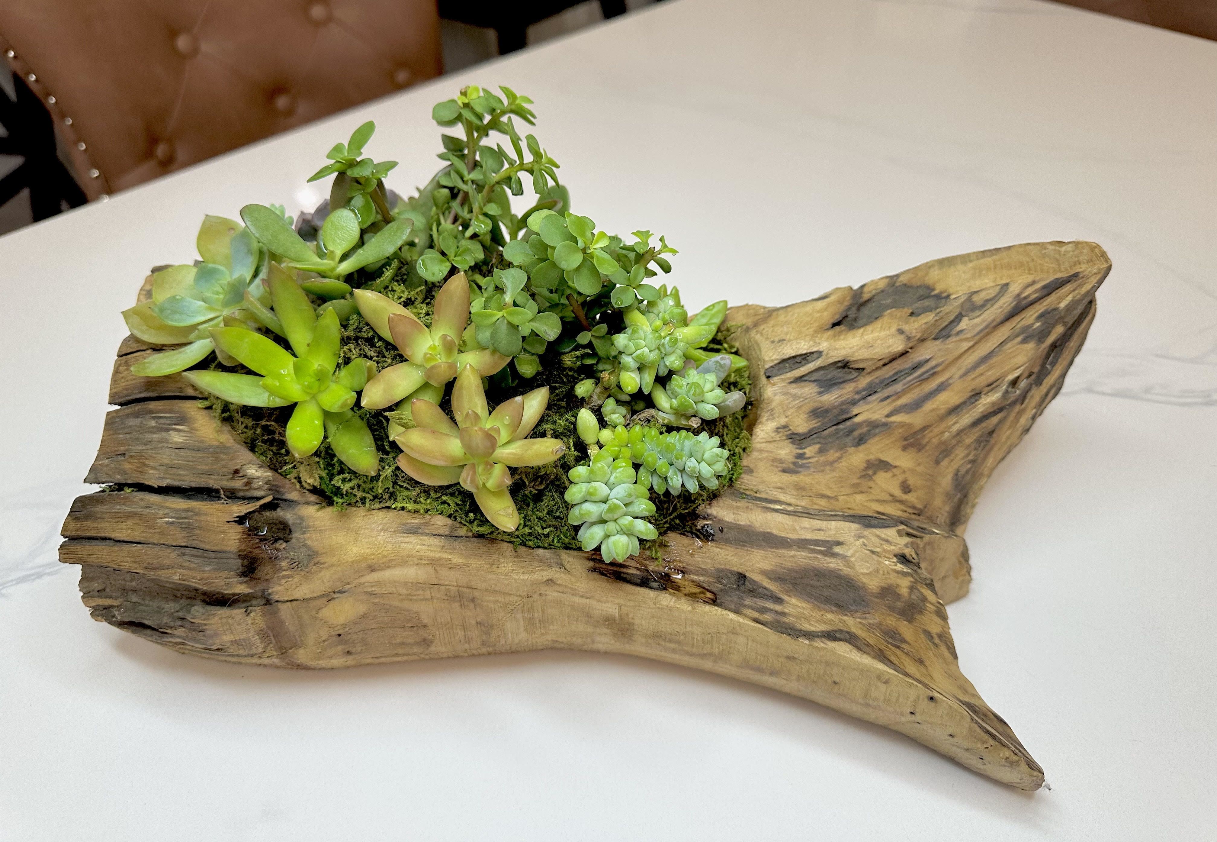  Driftwood Succulent Planter - Add a touch of natural beauty to your home or office with this unique driftwood succulent arrangement. Crafted from a piece of weathered driftwood, this arrangement features a variety of succulent plants in different shapes and sizes, carefully selected to thrive in low-maintenance conditions.  The driftwood base adds a rustic charm to any room, while the succulents provide a pop of color and texture. This arrangement is perfect for those who want to bring some greenery into their space without the hassle of high-maintenance plants. 