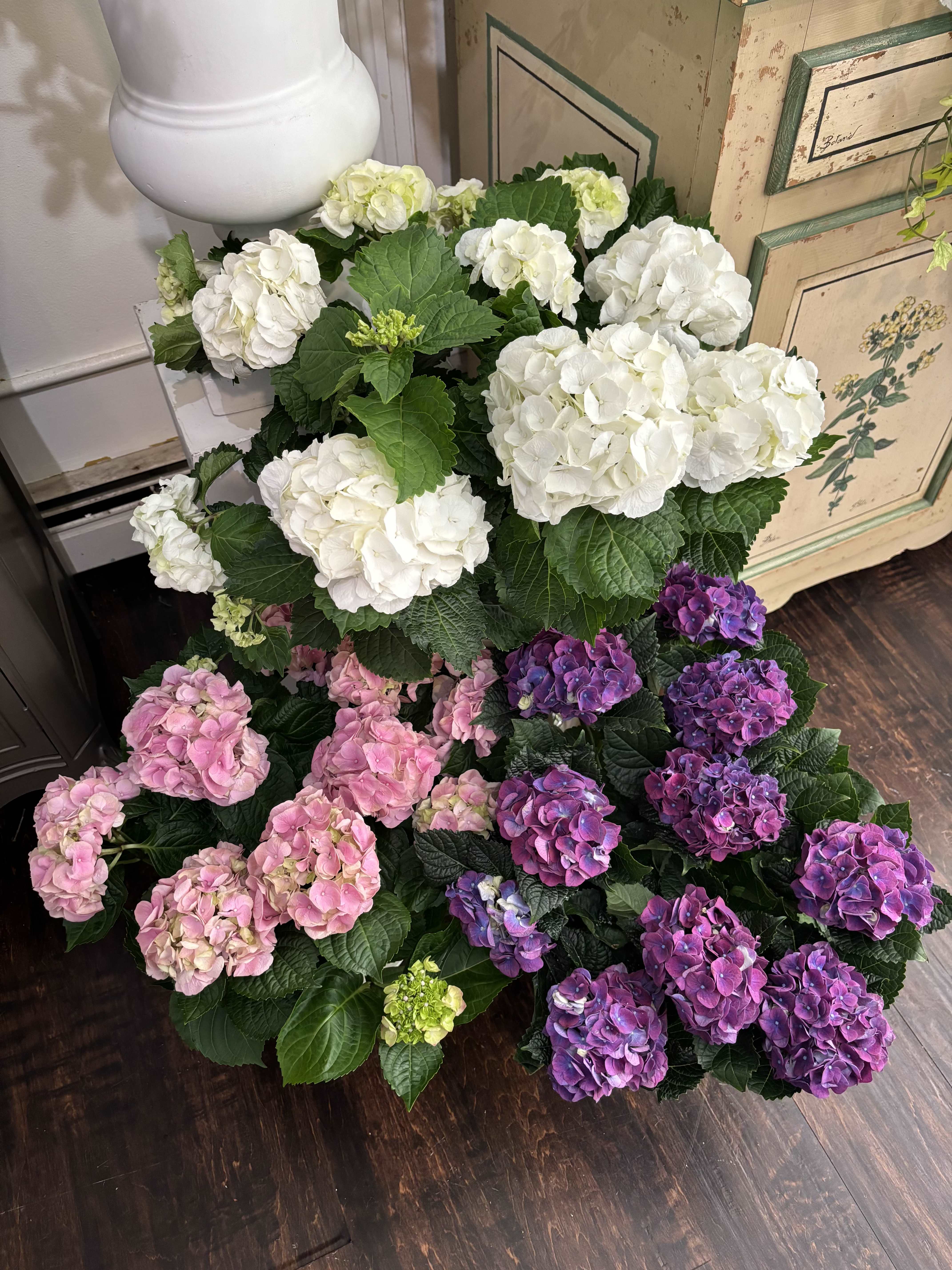Hydrangea Hydrangea - 8-inch hydrangea plants in assorted colors. Please specify your color preference.