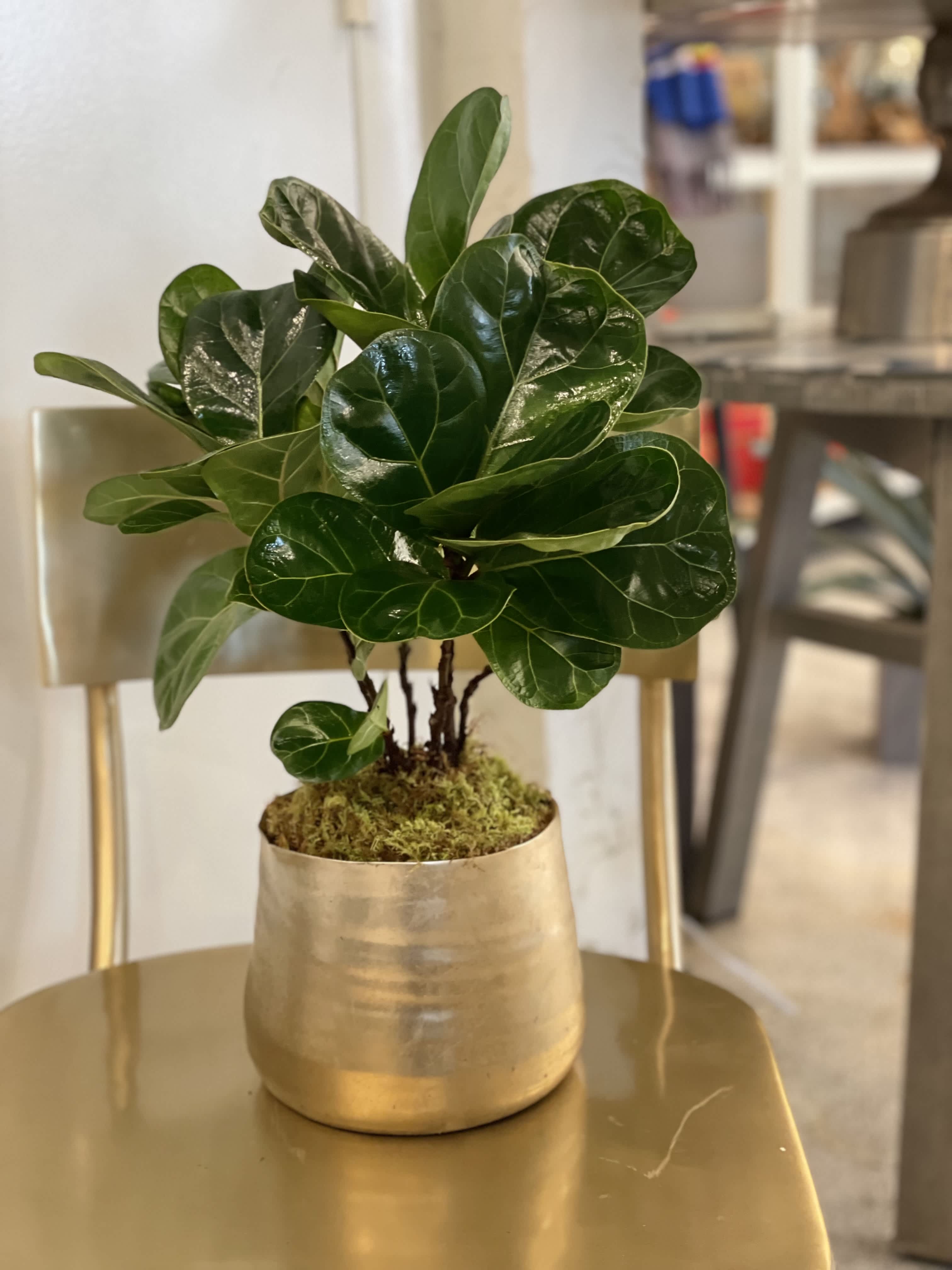 Fiddle Leaf Fig Mini  - A Mini Fiddle Leaf Fig - Ideal size for a desk plant or counter -  Easy care, bright indirect light and light water Planter can be a Golden Ceramic or Black Ceramic 