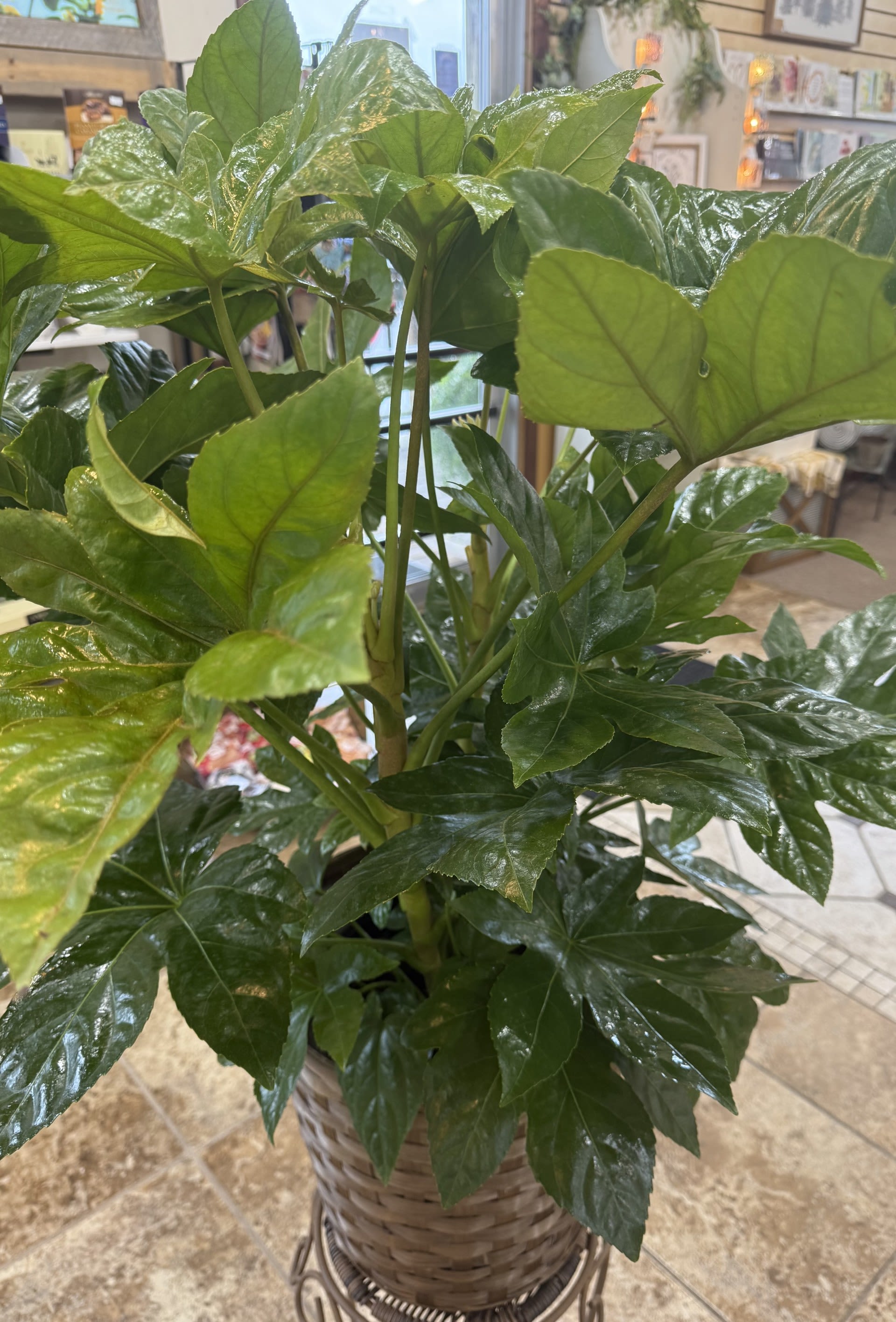 Paper Plant 10 inch - Paper Plant 10 inch, also called Fatsia or Japanese Aralia.  Unique and beautiful!