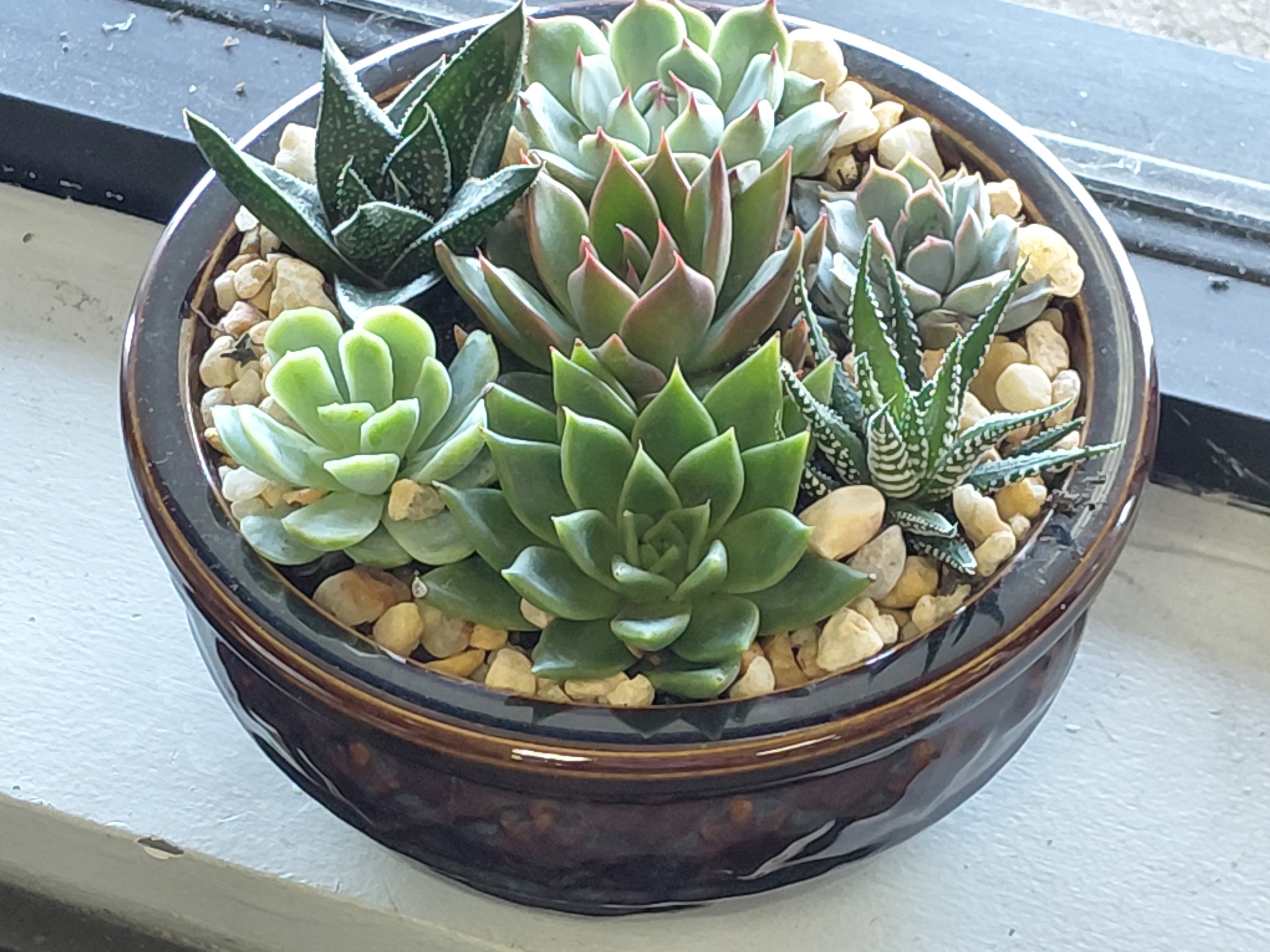 Blooms Succulent Dish Garden ----  NEW ITEM - A succulent dish garden is a miniature garden created by arranging various succulents and cacti in a shallow dish or container. These gardens often feature a combination of plants with different colors, textures, and sizes, creating a visually appealing and low-maintenance display. The dish garden is designed to mimic a small, self-contained ecosystem, often incorporating decorative elements like rocks, sand, or moss. 