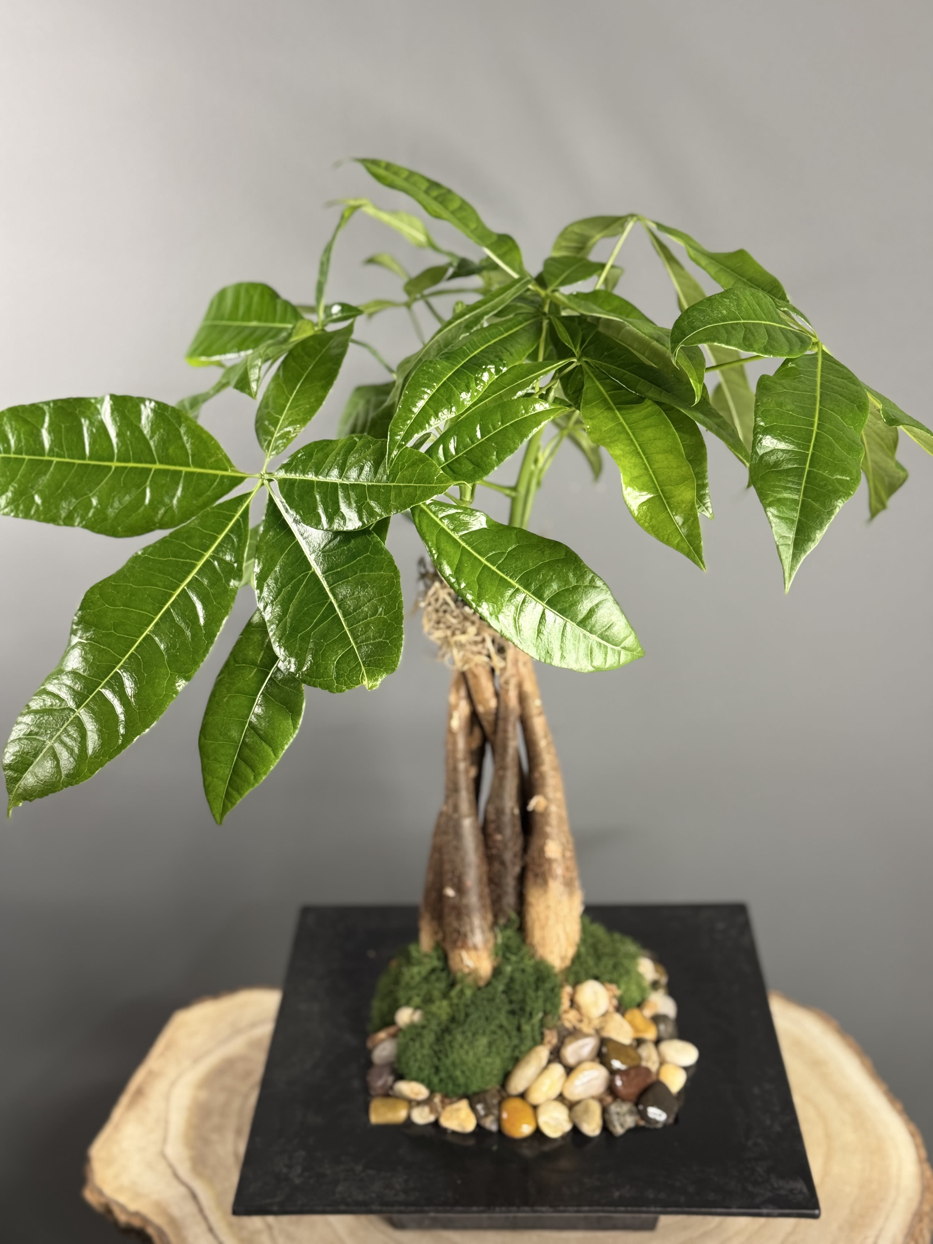 Money Tree - Experience the elegance of our exquisite Money Tree plant showcased in a sleek black square dish. Enhanced with luscious moss and glistening river rocks, this captivating arrangement radiates natural beauty and modern sophistication, making it a stunning addition to any living space.