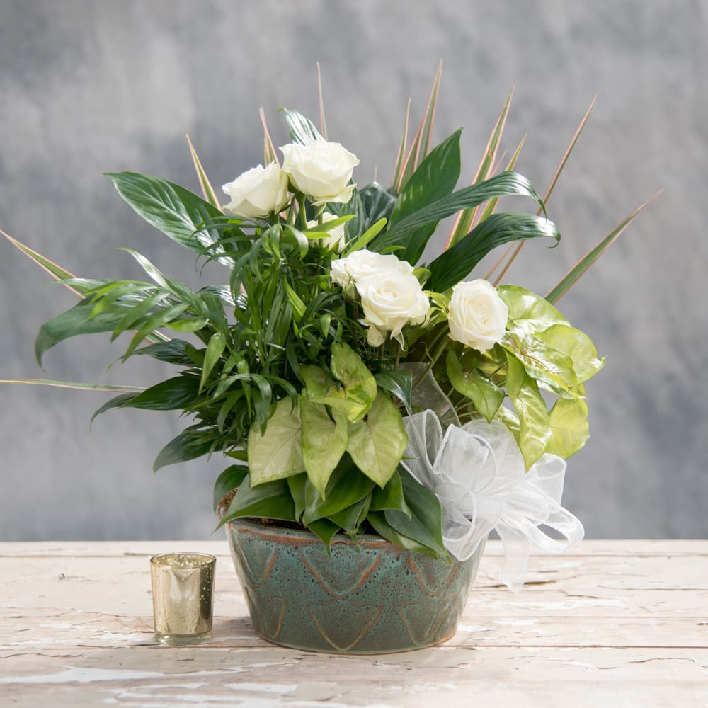  Peace &amp; Serenity Dishgarden - The Peace &amp; Serenity Dishgarden contains luscious green plants planted in a ceramic bowl with fresh cut white flowers and accented with a beautiful white bow.