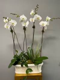 Stunning Brilliant White Orchids Stunning Brilliant White Orchids - Elegant ceramic pot filled with beautiful Brilliant White phalaenopsis orchids decorated succulents and fresh sheet moss. **color and container may vary**
