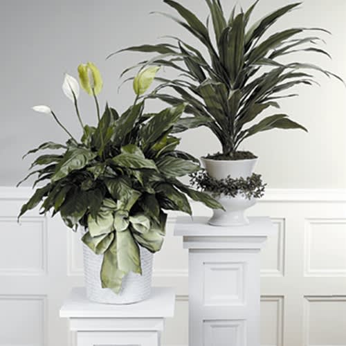 Calming Green Plant Calming Green Plant - Calming Green Plant | Wilmington, Delaware Florist * Not available for same-day delivery. Bring a sense of peace and renewal with our Calming Green Plant, featuring a large, lush Spathiphyllum (peace lily) beautifully presented in a classic wicker basket and finished with a decorative bow. Known for its graceful white blooms and air-purifying properties, the peace lily symbolizes comfort, healing, and serenity—making it a thoughtful gift for sympathy, celebrations of life, housewarmings, or simply to brighten someone’s home or office. Hand-selected by Petals Flowers and Fine Gifts in Wilmington, Delaware, this elegant green plant is low-maintenance and long-lasting, offering enduring beauty and tranquility for any space. As your trusted local florist in Wilmington, Delaware, we provide tax-free delivery to Wilmington, Hockessin, Newark, Chadds Ford, Glen Mills, Kennett Square, and surrounding areas. Why Choose Us? Premium green plants and floral arrangements with a satisfaction guarantee Locally owned boutique flower shop in North Wilmington Personalized service and expert design Send comfort and calm with our Calming Green Plant, expertly crafted and delivered by your local Wilmington florist.