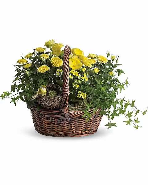 Yellow Trio Basket - This delightful basket holds a plethora of sunny yellow flowering plants! So sweet, it's no wonder a darling little yellow bird has built its nest inside the basket.  Two bright yellow miniature rose plants, plus a yellow kalanchoe and begonia are nestled right beside the little bird and her nest. It's all delivered in a charming round basket. It sends three times the cheer!