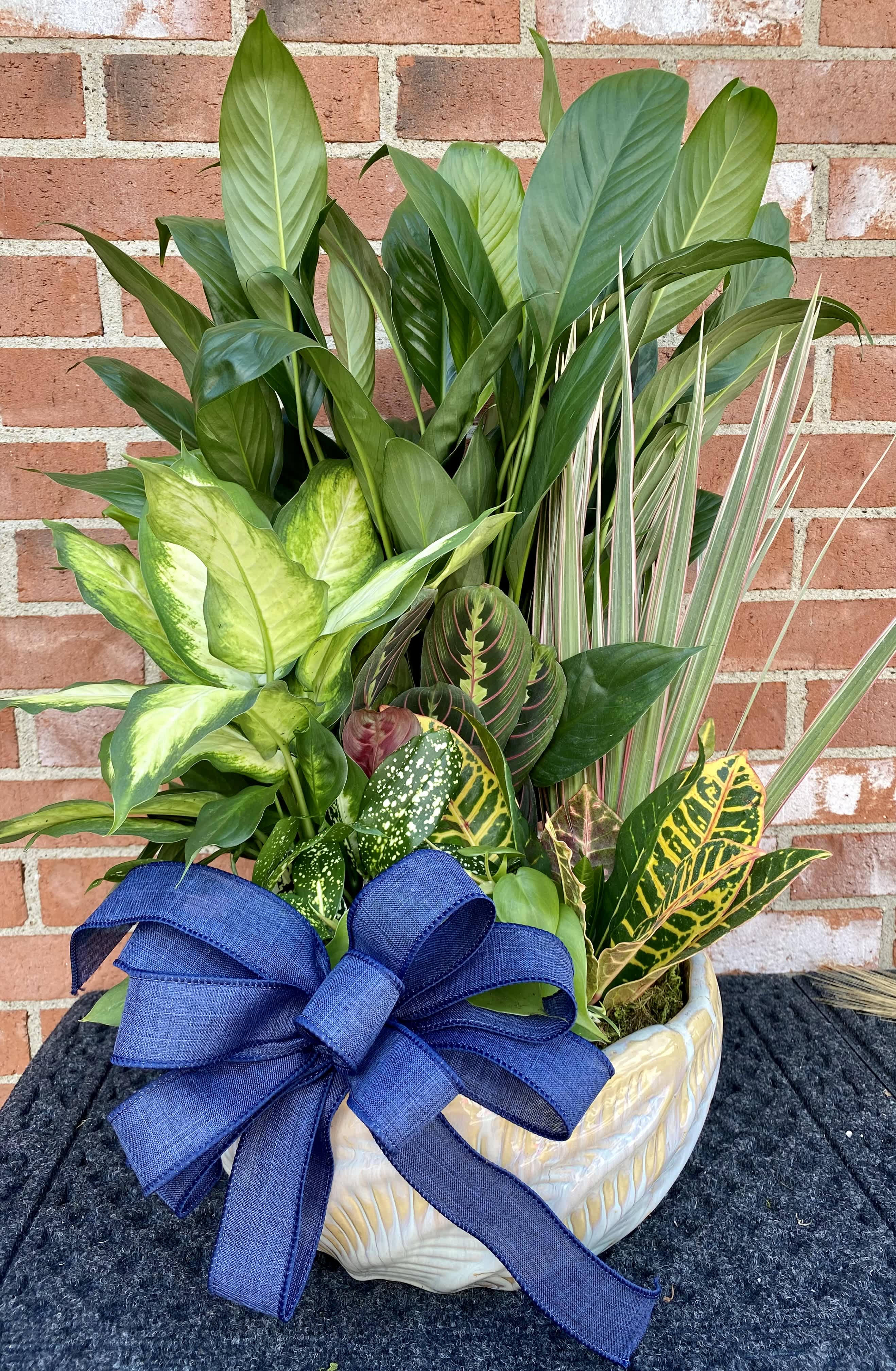 Extra Large Planter In Assorted Ceramic Container  - This lovely collection of mixed foliage plants makes a wonderful gift for many occasions. The variety of plants may vary slightly, but the overall composition and design of the planter will be very similar to the photos. We use several different types of ceramic containers as well. This planter is large and lush and impressive!
