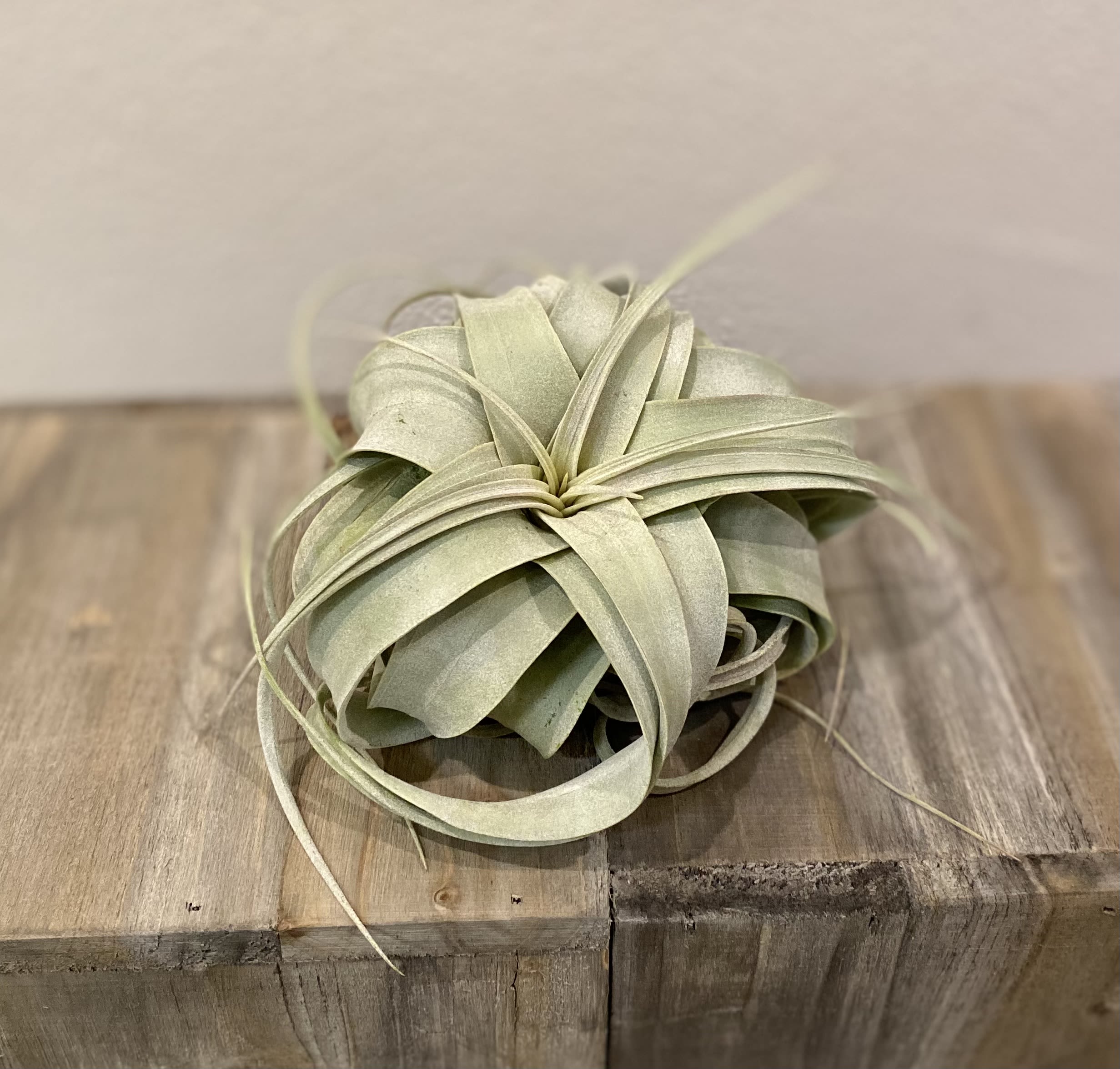 Tillandsia Xerographica Air Plant - This easy to care for air plant has a wow factor that easily can be a conversation starter in you place of work or home. 