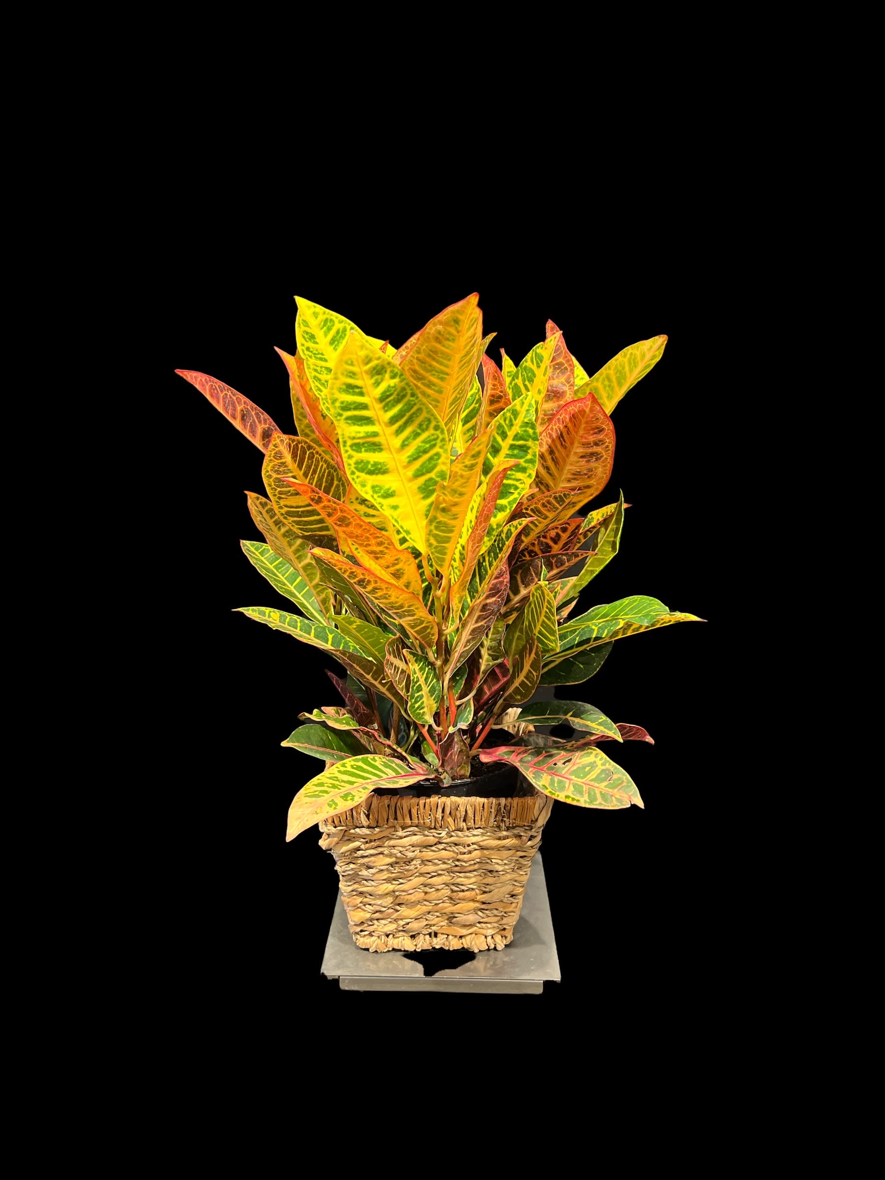 6" Croton in container (containers can vary) 6" Croton in container (containers can vary) - Bright and vivid leaves of the croton plant.. a perfect gift for the plant lover in your life. This gift features a colorful croton plant in a 6" grow pot. Containers will vary, but overall size is 20" tall and approx 10-12" wide.