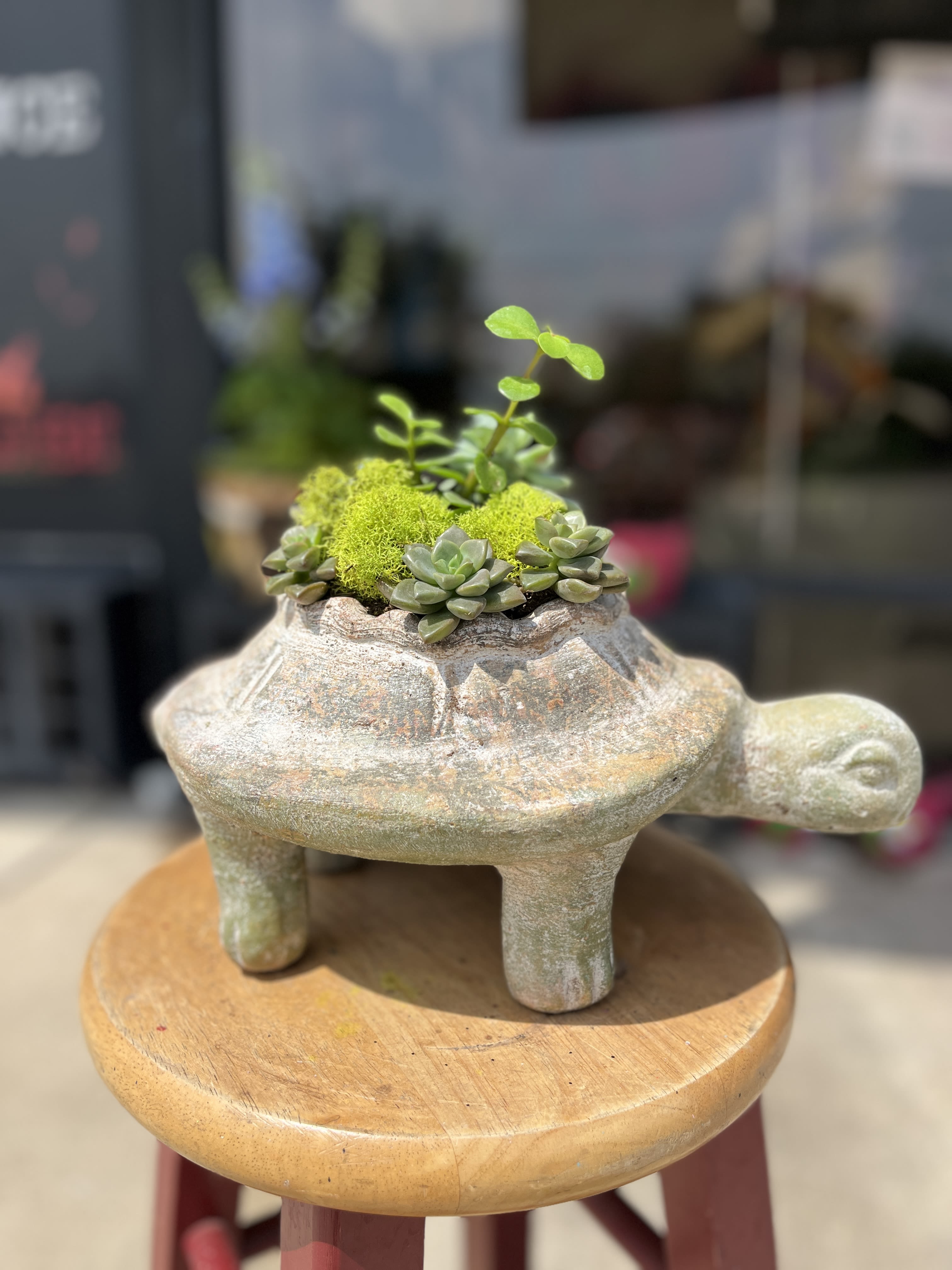 ancient garden (limited edition) - known for their resilience and durability, succulents offer a low maintenance pretty plant for inside and outside decor. potted in an adorable turtle!