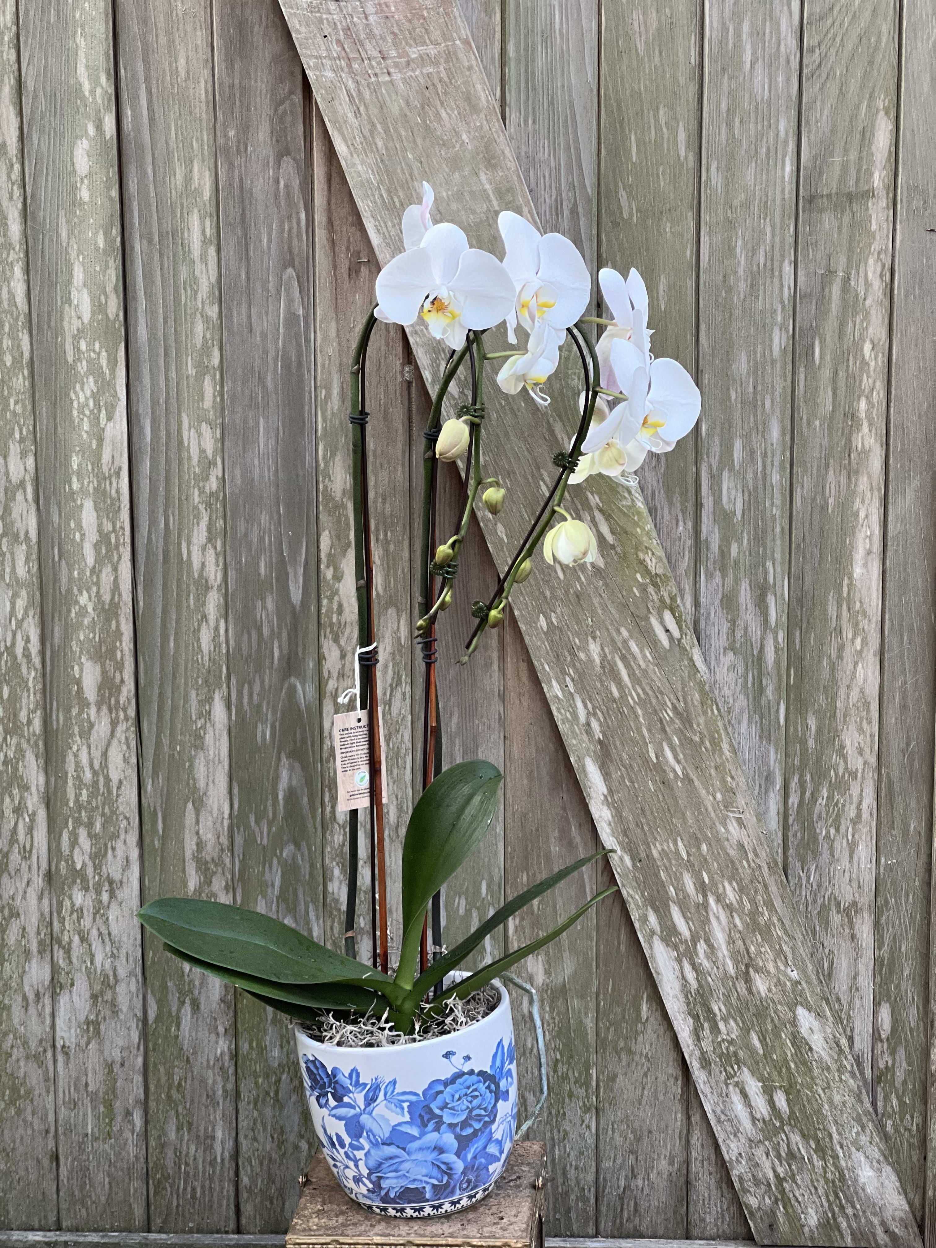 Phalenopisis Orchid Phalenopisis Orchid - Double spike Phalenopsis Orchid in a Keepsake Blue & White Pot. Standing over 2.5' tall... Total Show Stopper!