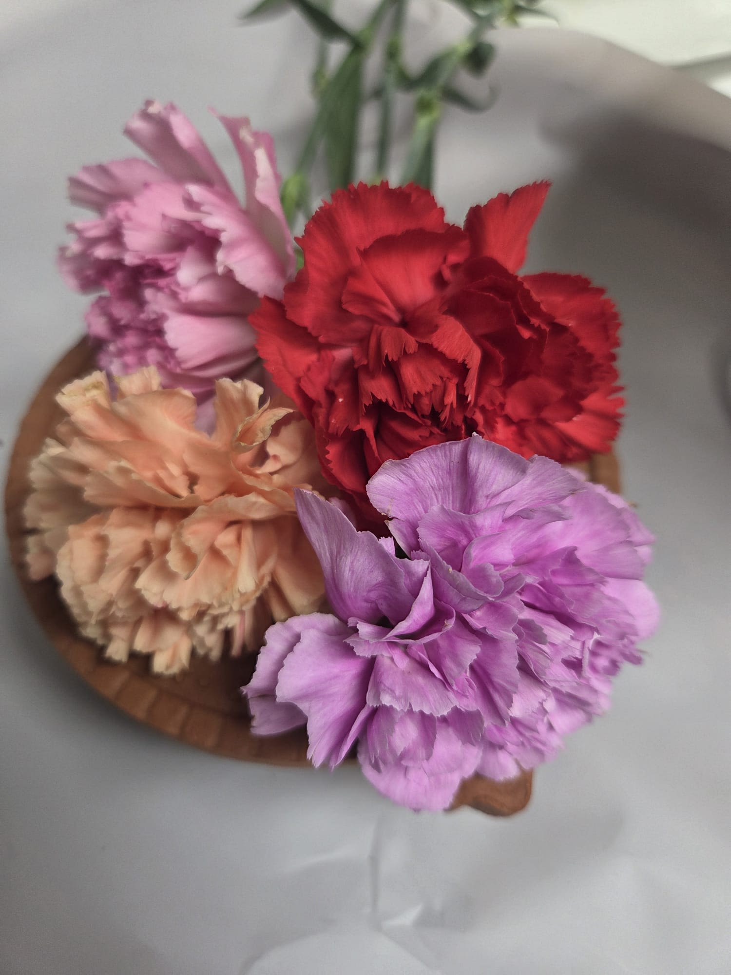 Carnations Mixed Colours - Loose carnation stems, mixed colours