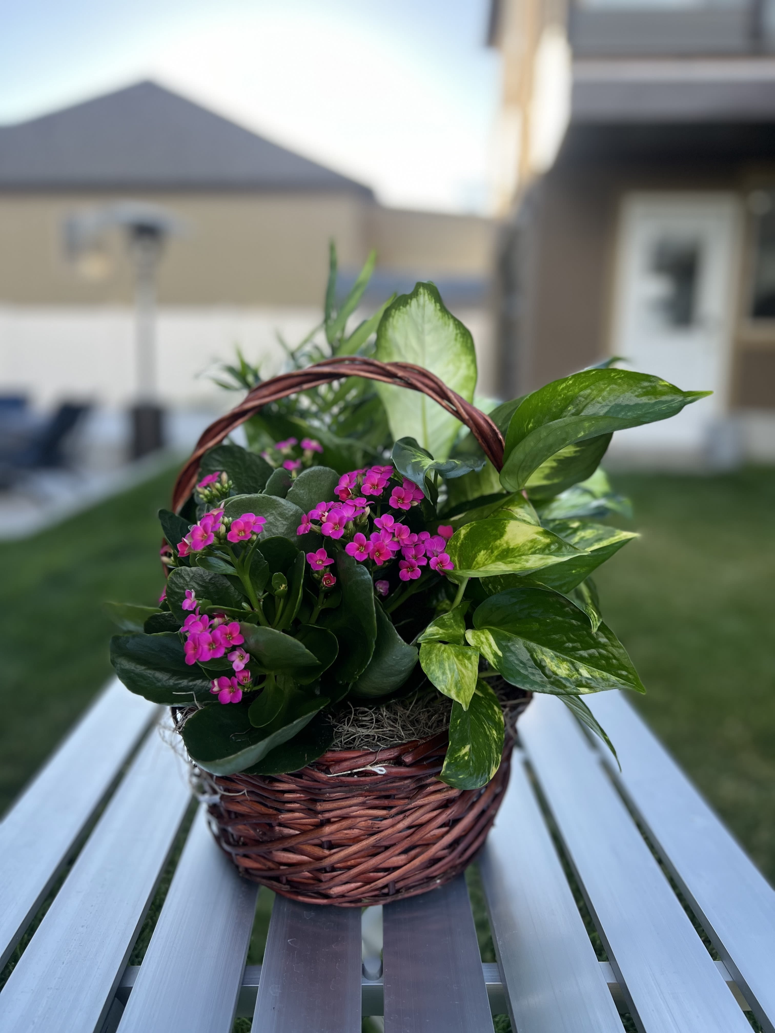 Color in Bloom Garden - This sympathy garden basket is a touching tribute, thoughtfully designed to convey comfort and remembrance. The arrangement is set in a charming woven basket, symbolizing warmth and care. It features a variety of lush, living plants representing enduring life and serenity. The greenery is complemented by delicate flowering plants , adding soft touches of color and hope. This living arrangement serves as a lasting expression of sympathy, offering solace and a reminder of the enduring nature of love and memories.