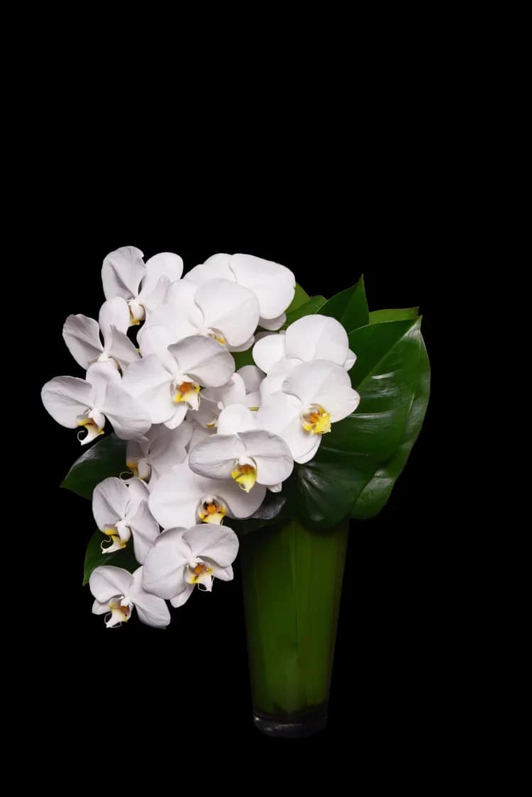 The Orchid Design  - White Phalaenopsis Orchid Design with premium greenery in a leaf lined vase. 