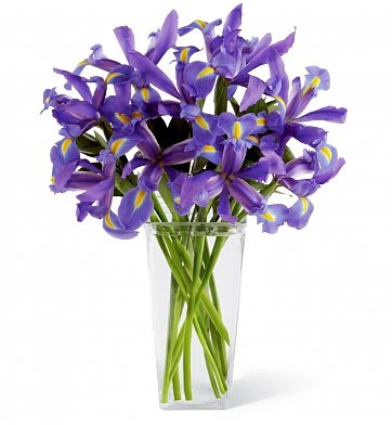 iris - iris in vase