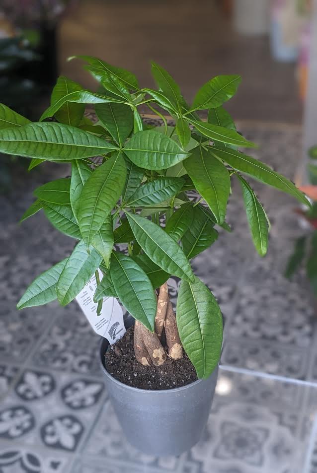 Money Tree 6&quot; - Money Tree is a 6&quot; plant in a gray plastic container.