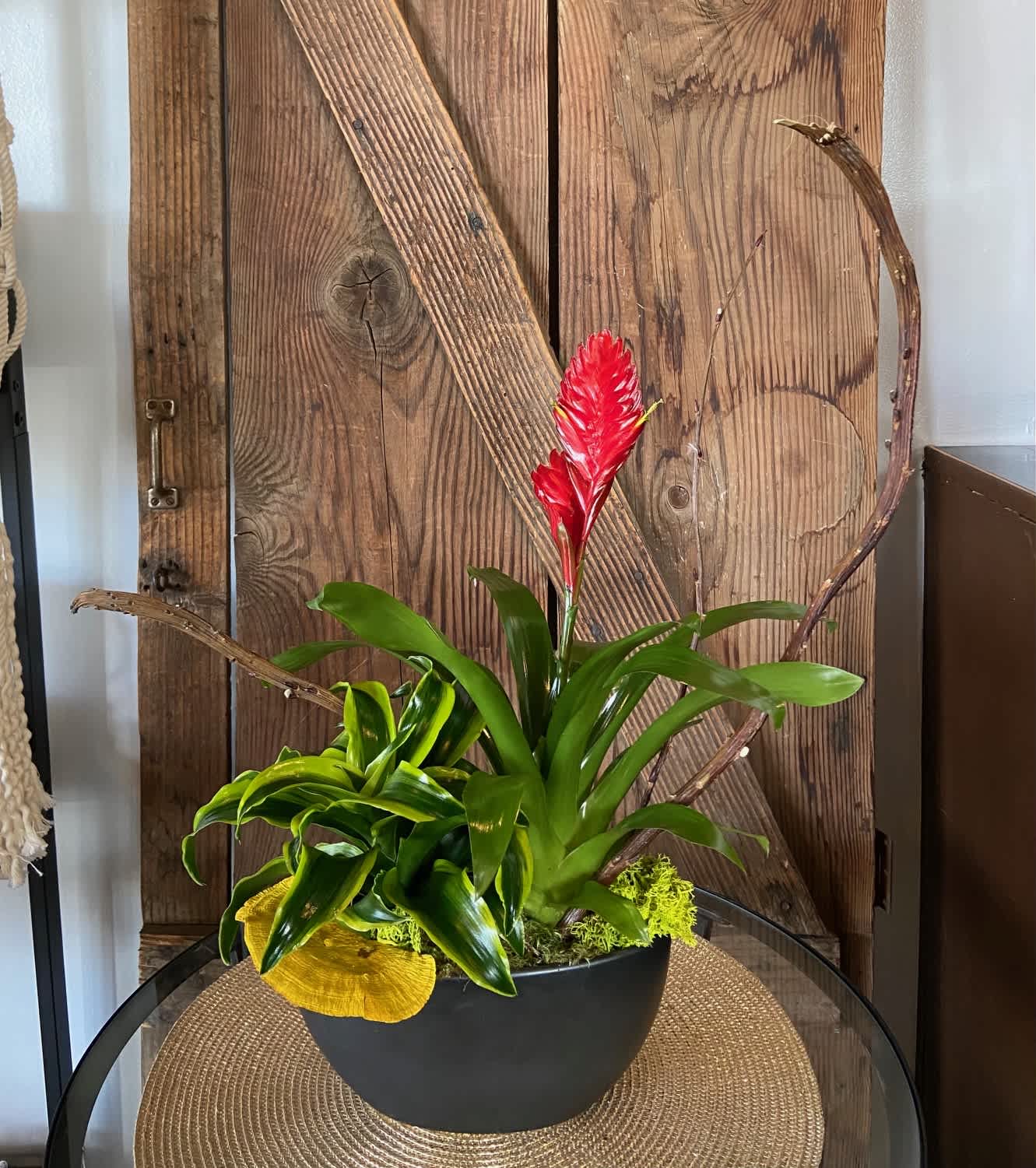 Bromeliad Boat Bromeliad Boat - Take a trip to a tropical island on this Bromeliad boat. This botanical art piece is 12" long and 5" wide.