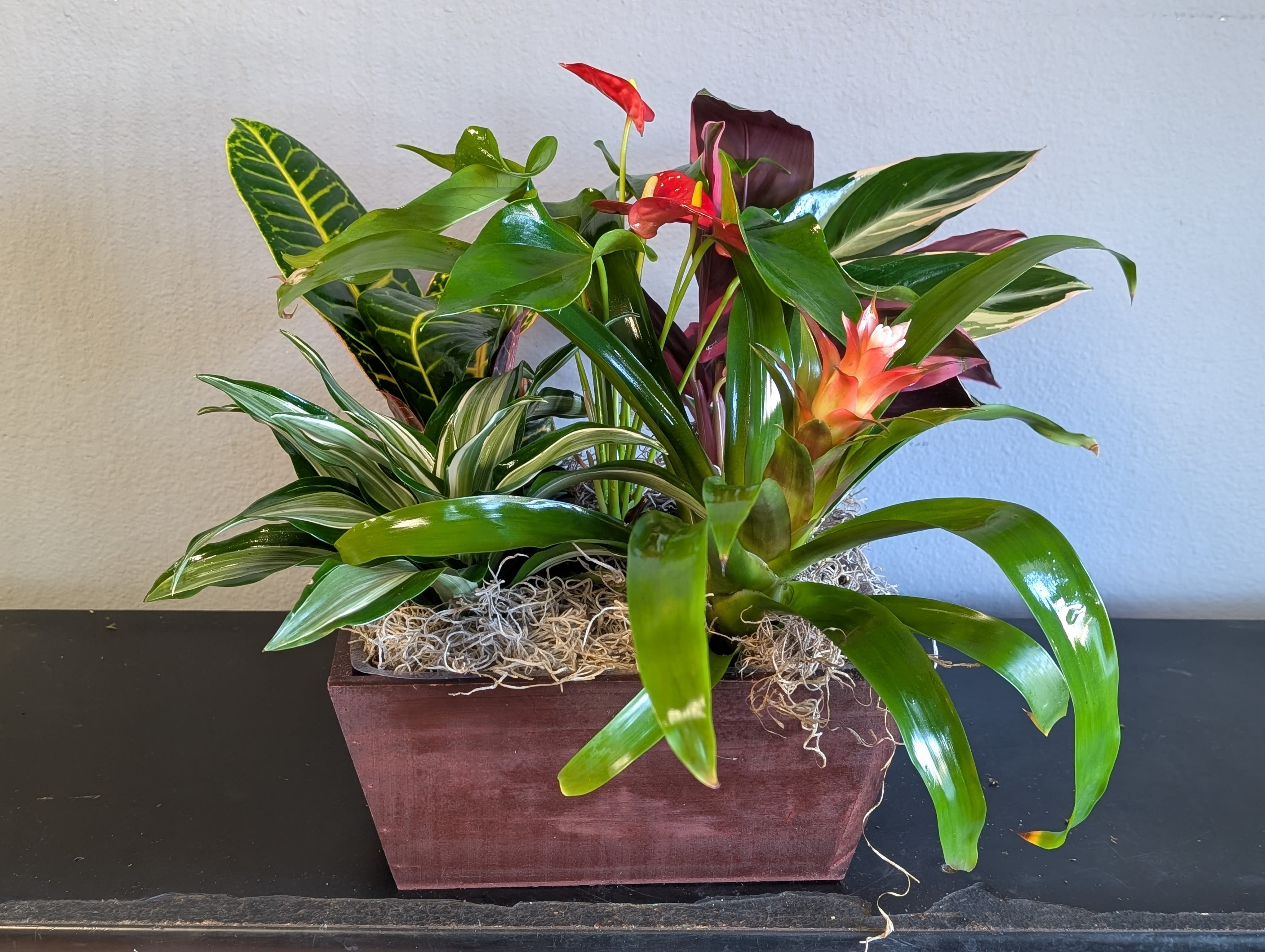 Tropical box plant mix Tropical box plant mix - This low wood box is housing a beautiful mix of tropical bromeliad and antherium plants along with a mix of fun indoor house plants. Toxic to pets