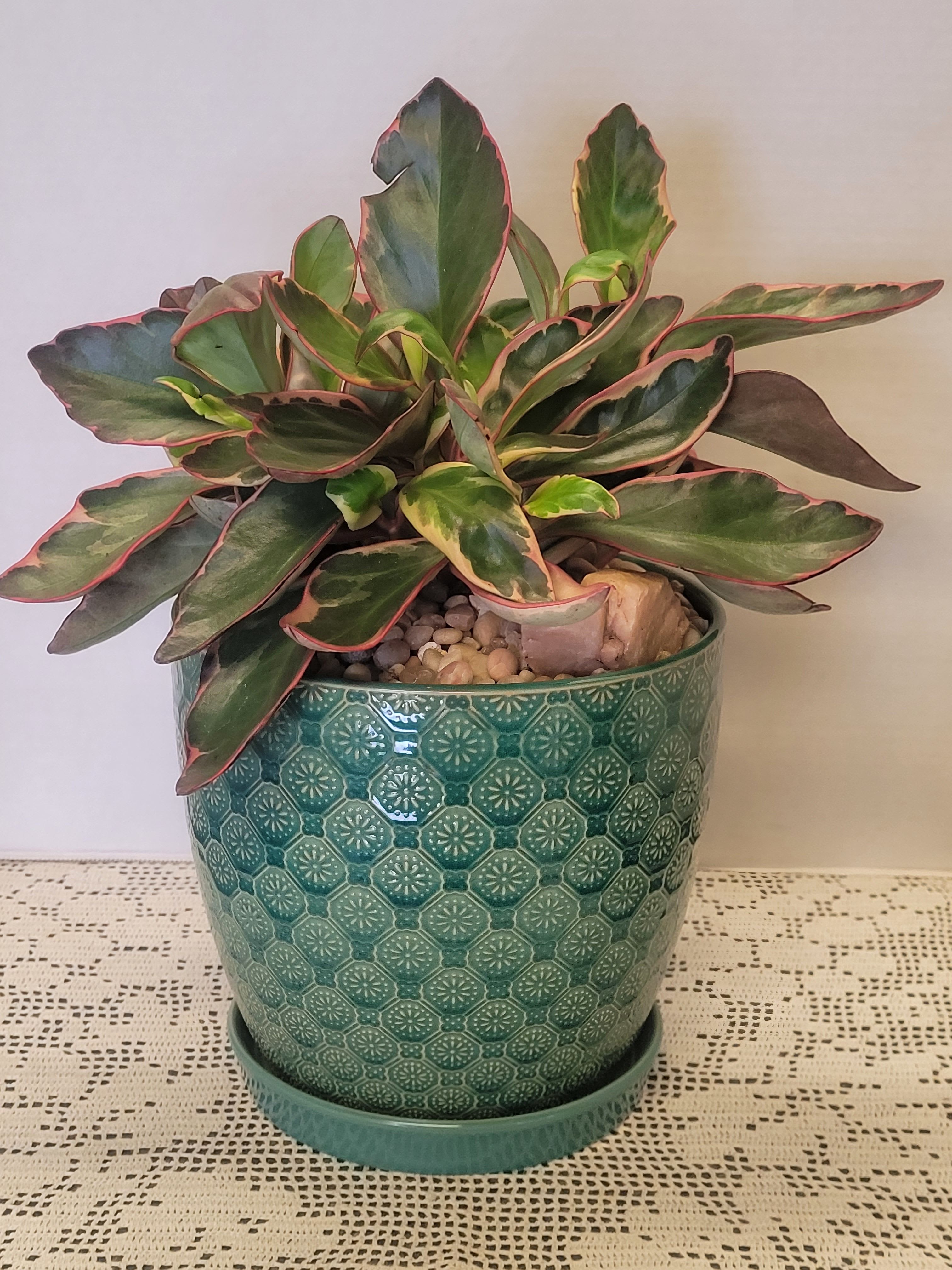 Rainbow Ginny - This full Peperomia will be a delightful addition to any decor. It is an easy to care for indoor plant and the ceramic container has an attached saucer. 