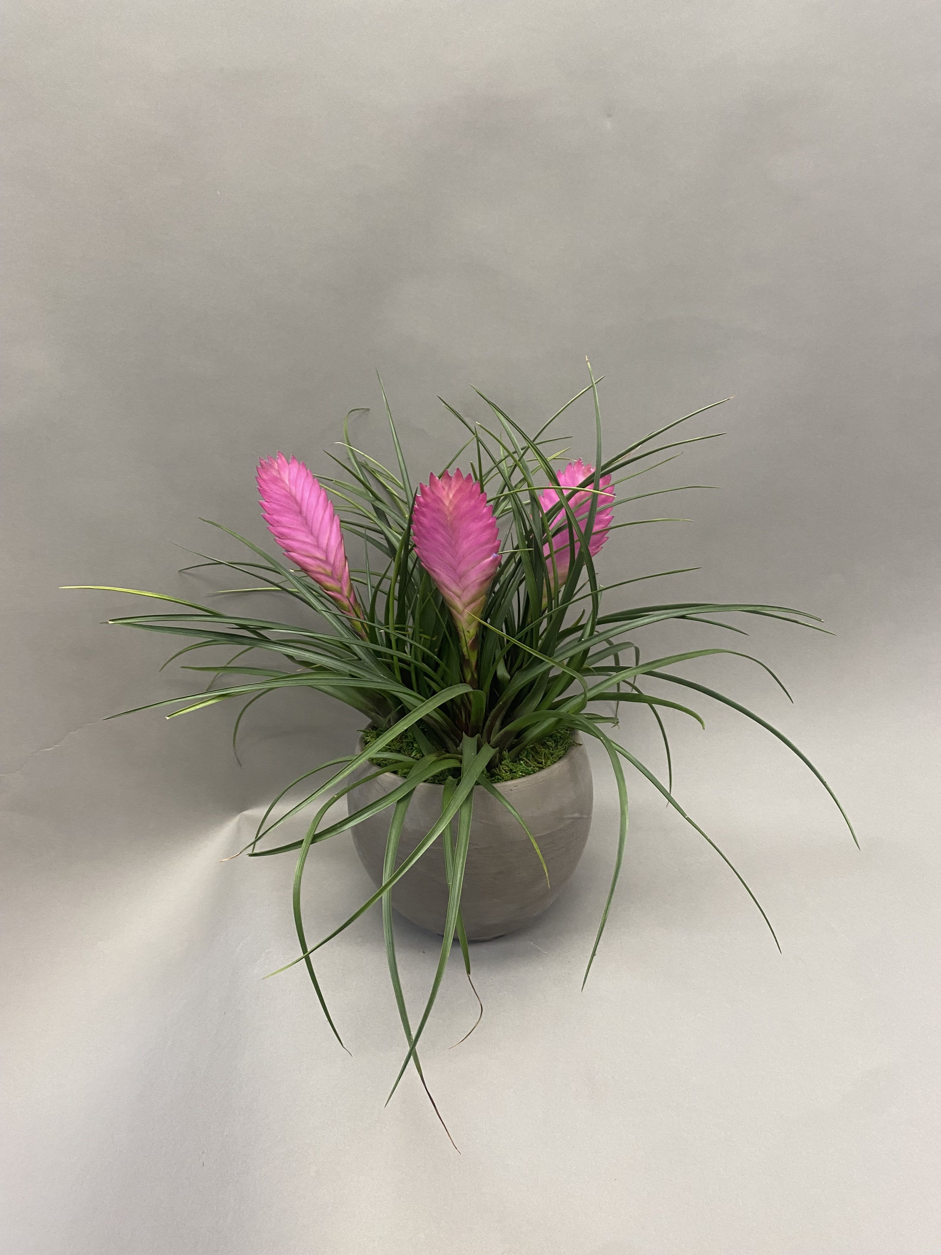 Sweet Pink Quill - Three hot pink quill plants in a 6 inch spherical container.