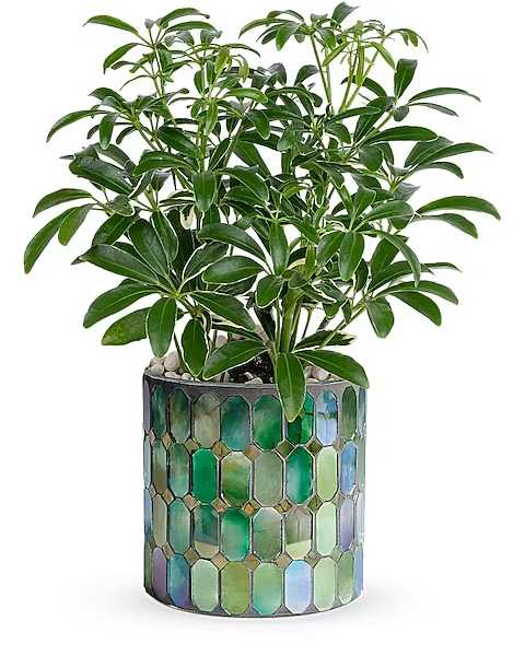 Teleflora's Leaves of Glass Plant - With its playful leaves and shimmering stained glass vase, this gorgeous growing gift is sure to delight!  A schefflera plant is arranged with white pebbles. Delivered in Teleflora's Marvelous Mosaic cylinder.